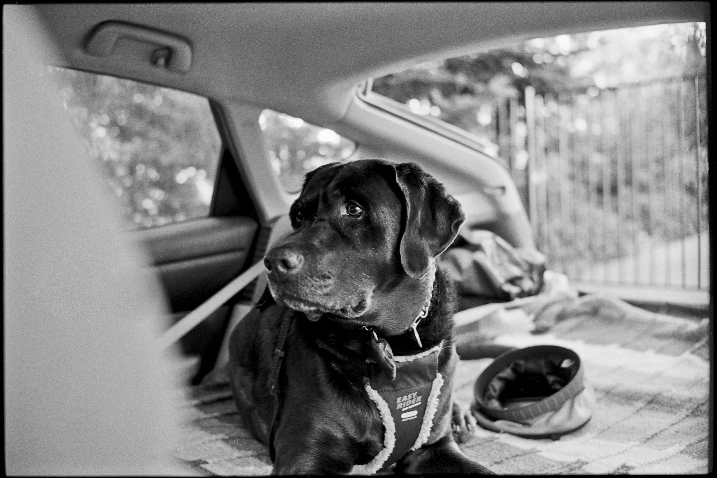 a_dogs_life-3.jpg