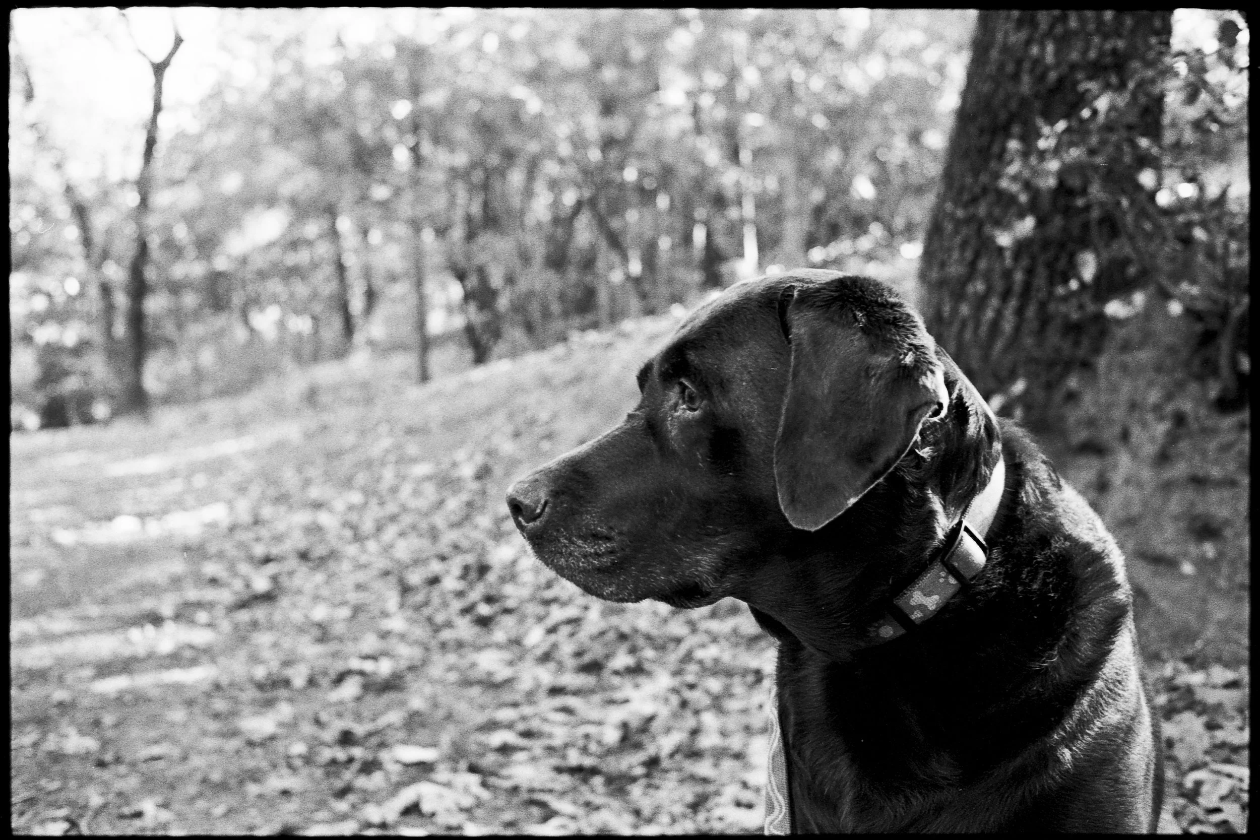 a_dogs_life-4.jpg