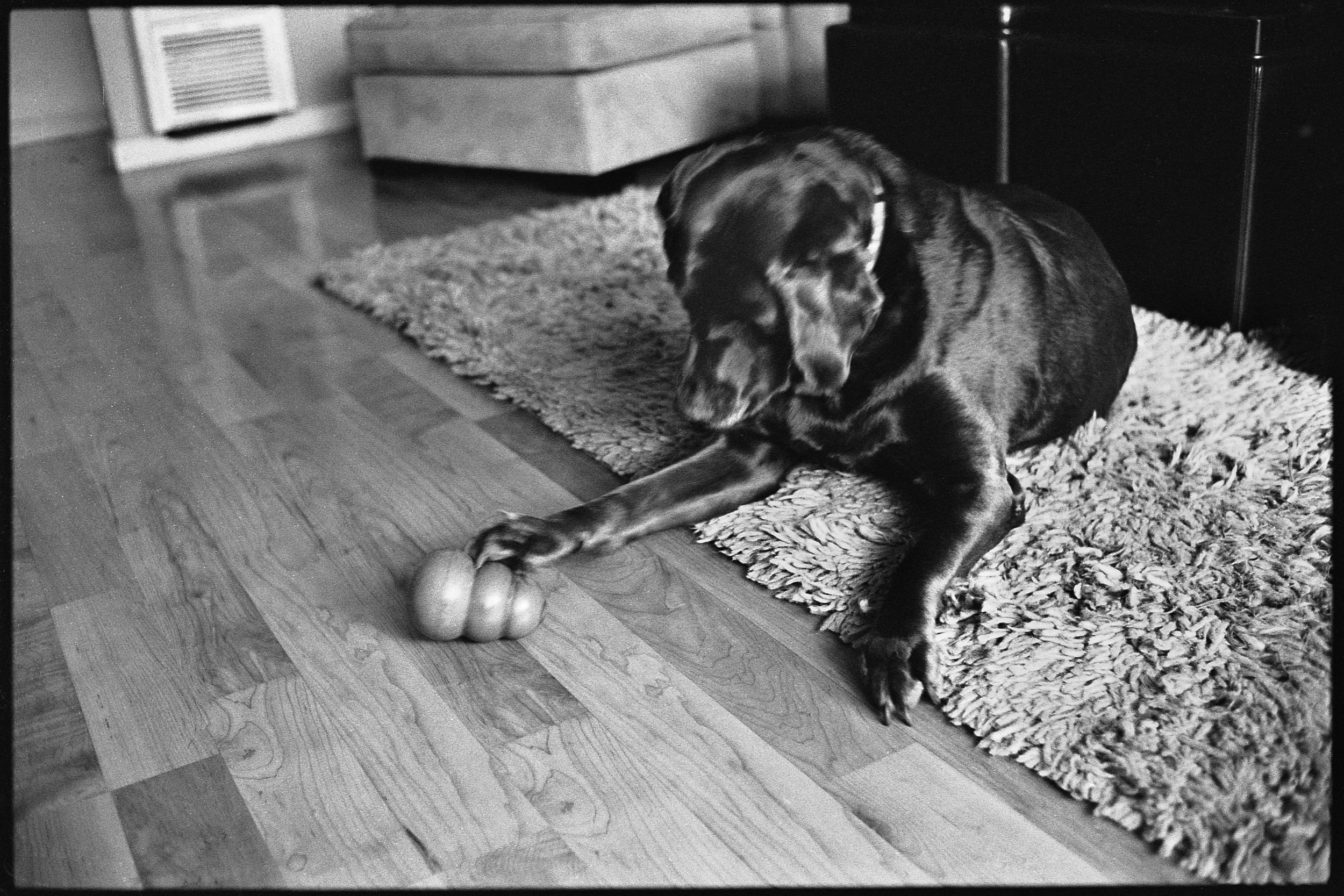 a_dogs_life-5.jpg