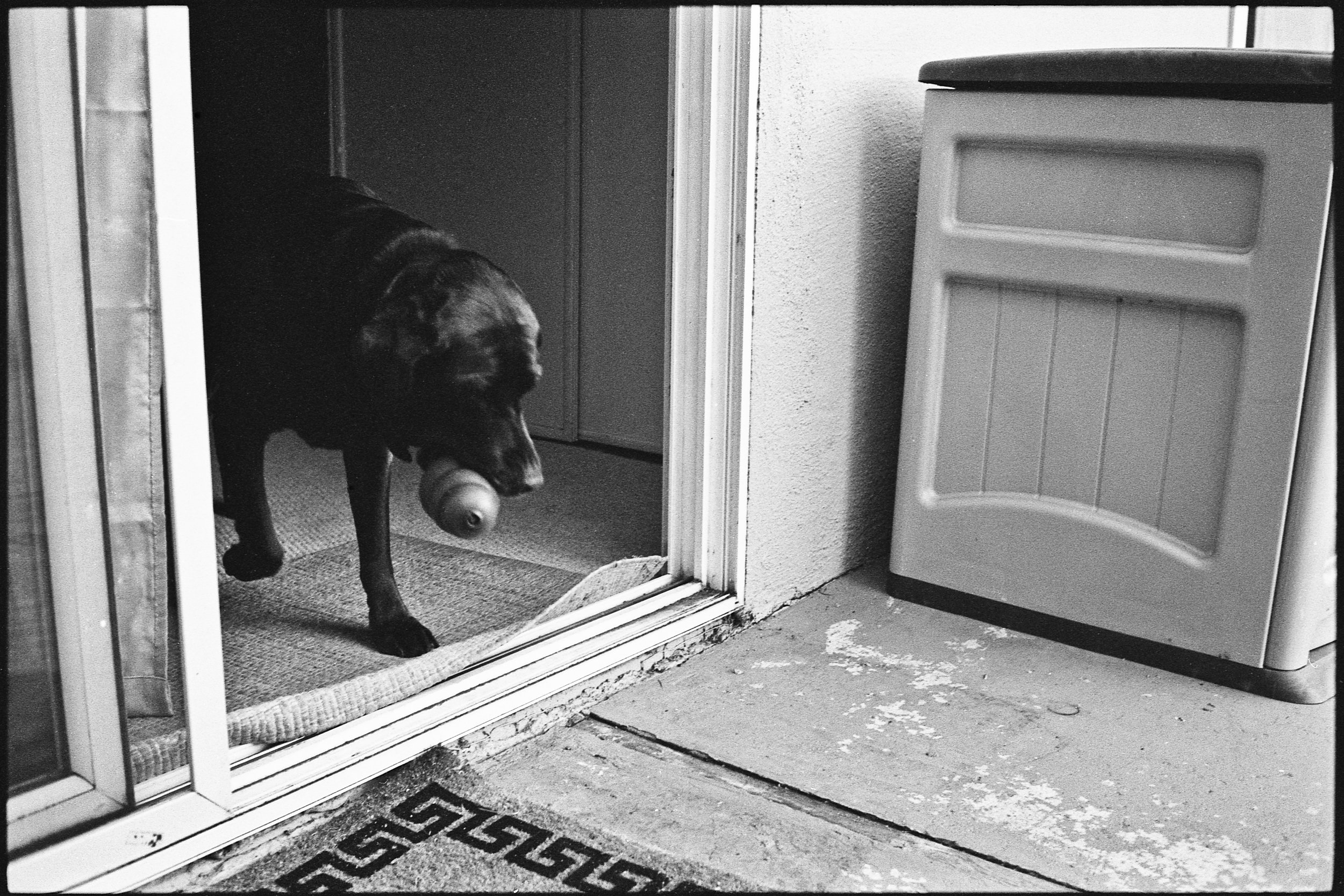 a_dogs_life-6.jpg