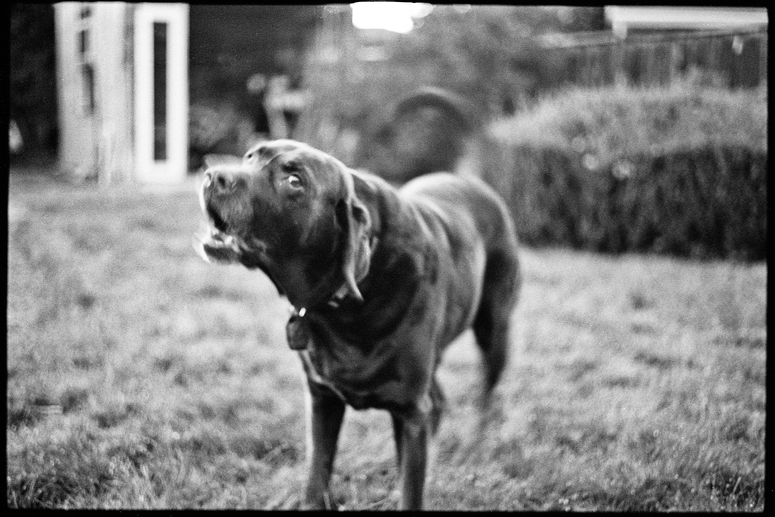 a_dogs_life-7.jpg