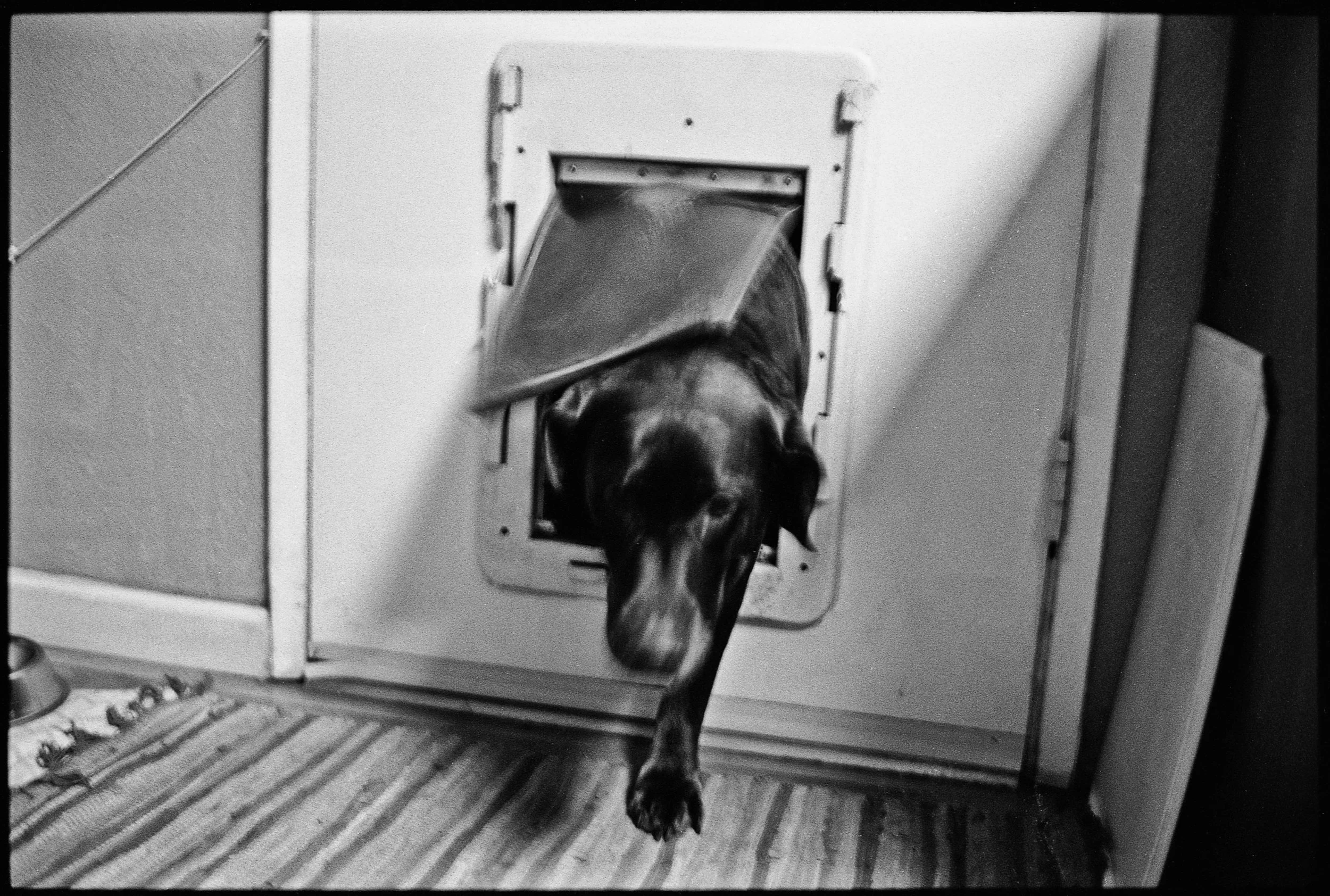 a_dogs_life-8.jpg