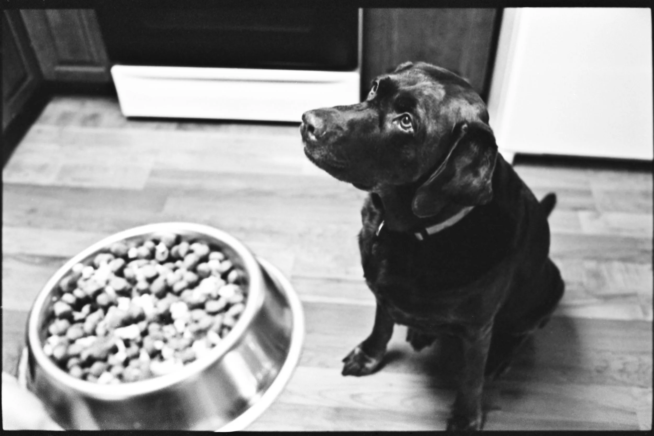 a_dogs_life-10.jpg