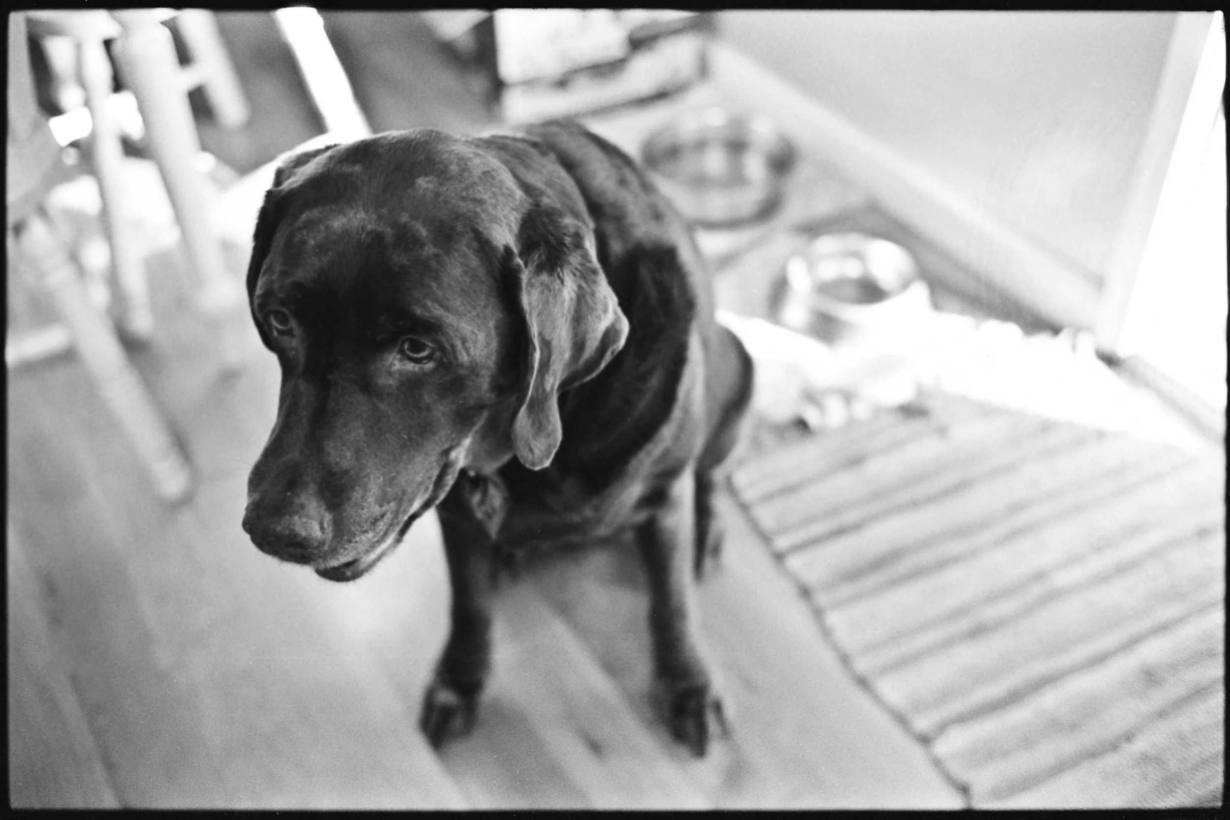 a_dogs_life-9.jpg