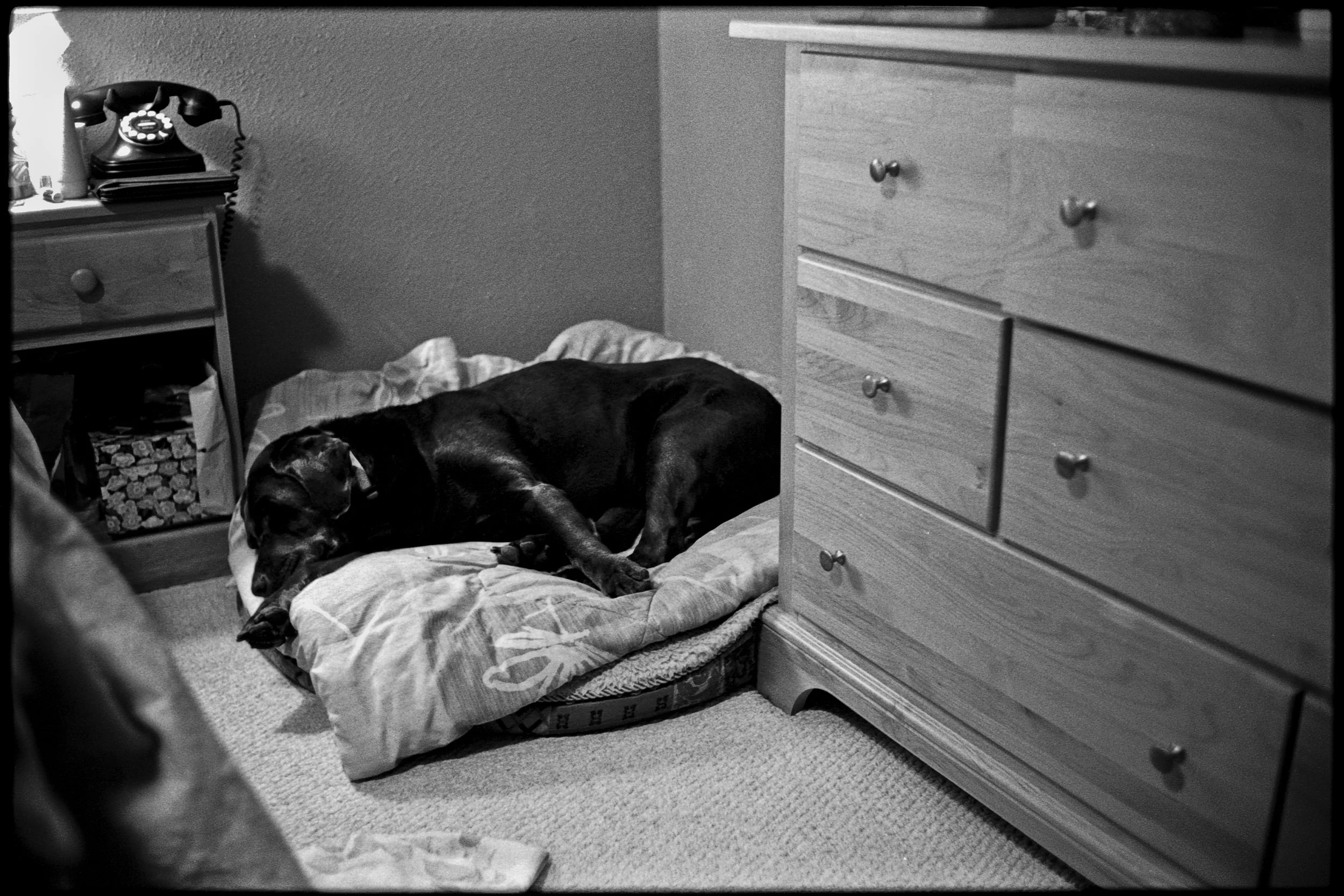 a_dogs_life-12.jpg