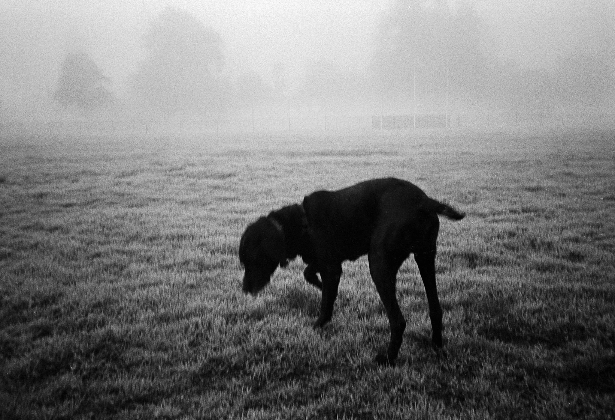 Dog in the park