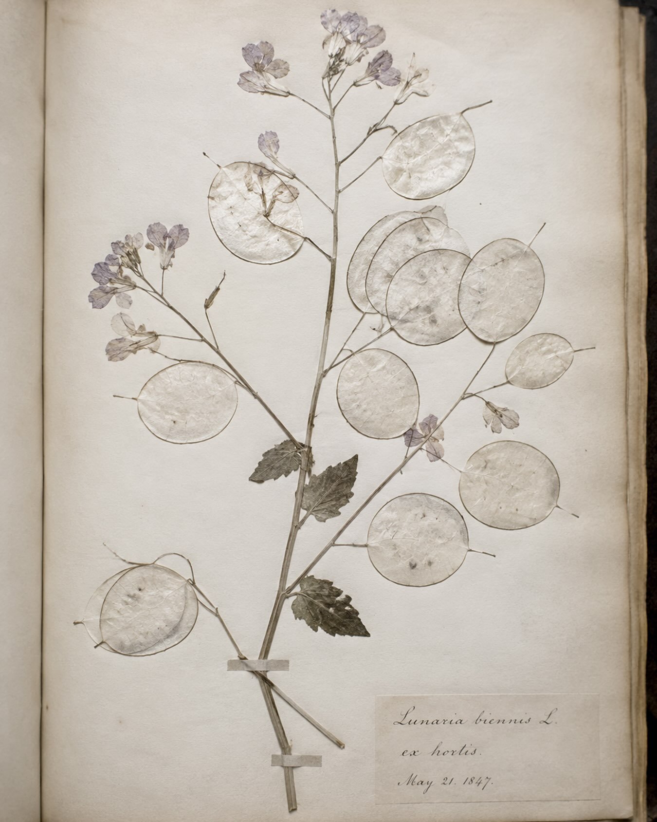 The inspiration behind the name. The translucent, silvery seedpods of the Lunaria plant capture the light with an almost otherworldly delicacy.

Lunaria &mdash; Spring/Summer 2027