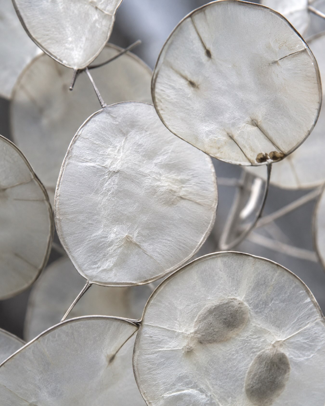 Light. Transparency. Delicate structures suspended somewhere between the natural and the unexpected.

Lunaria &mdash; Spring/Summer 2027.

More to come this Fall.