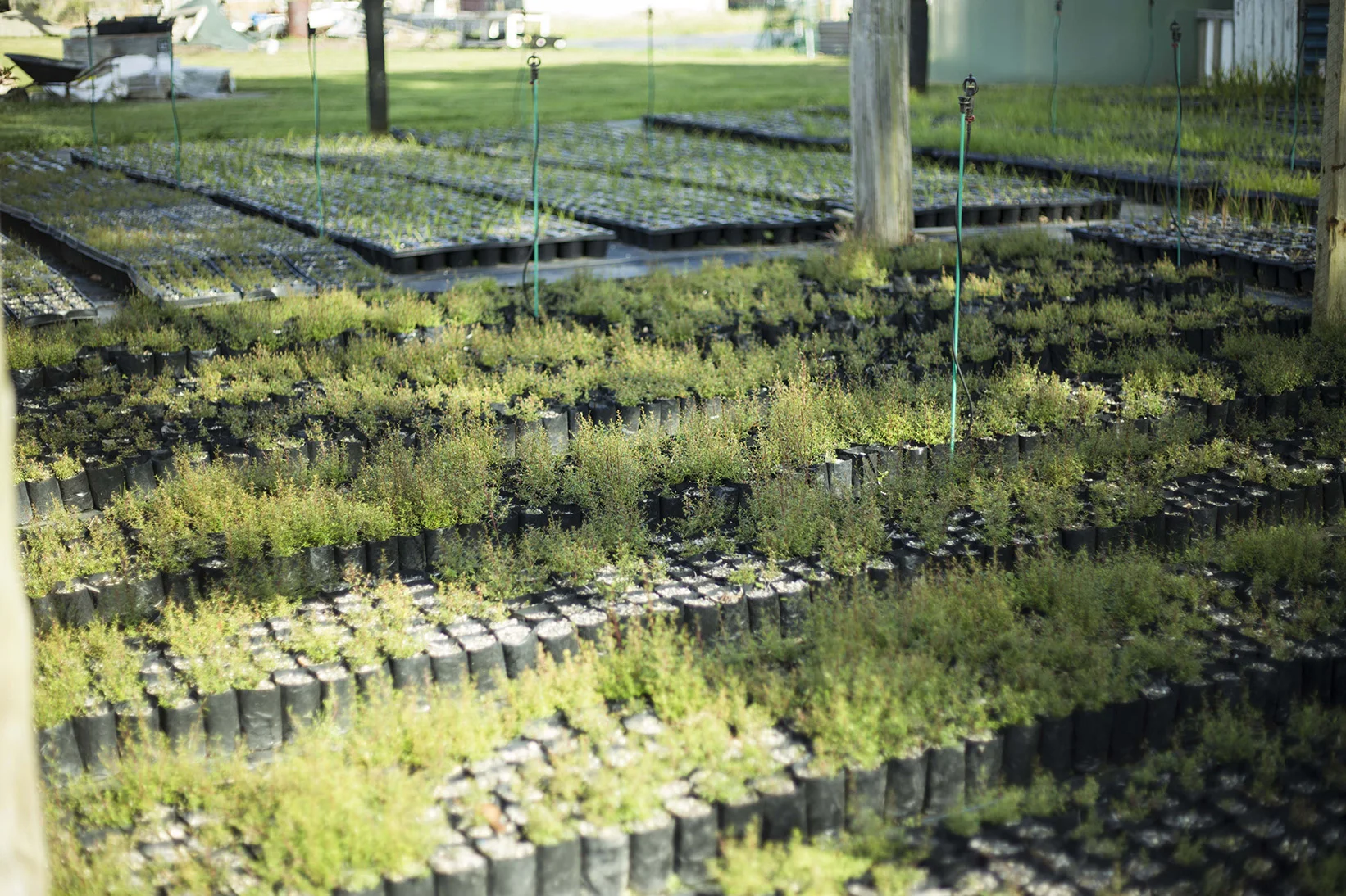 PRCNURSERY100117emailPRCNURSERY100117email_7.jpg