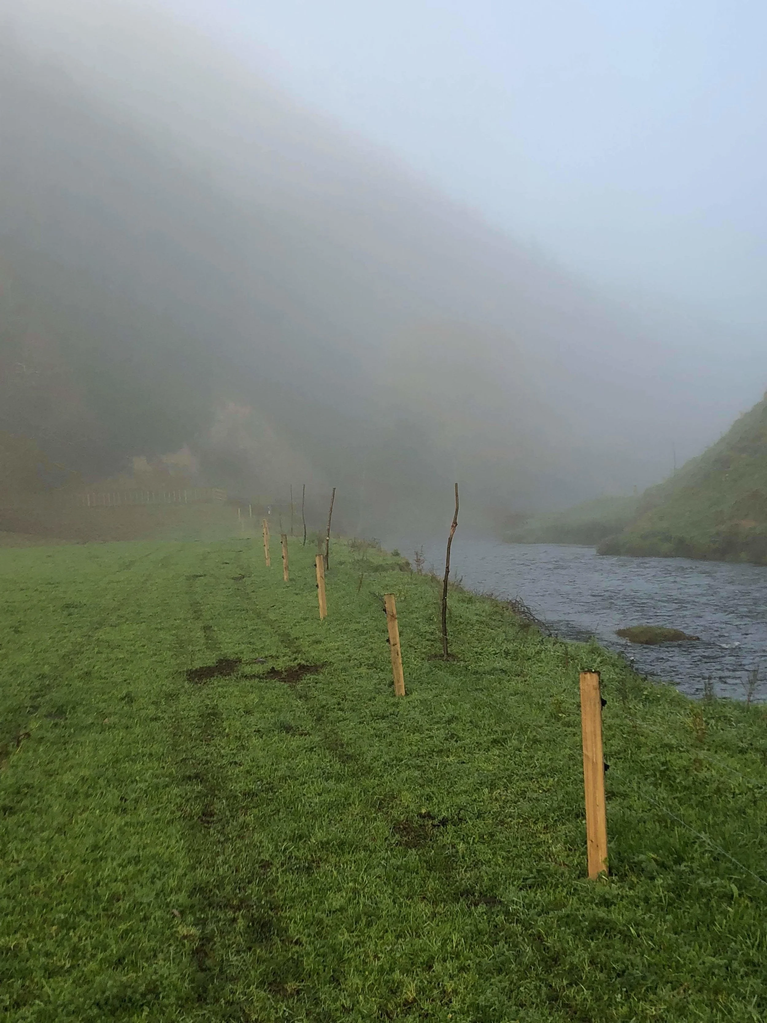 Image shows willow pole planting for erosion management by Waikato Regional Council