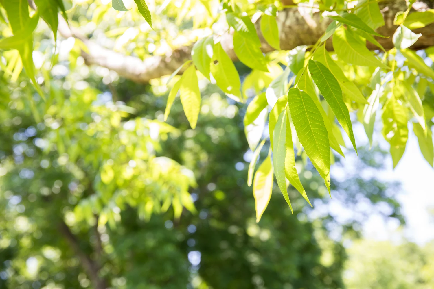 Oak_View-33.jpg