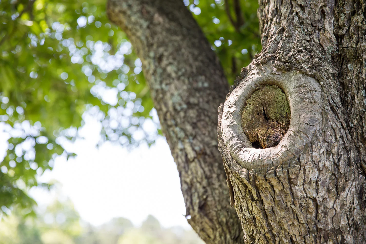 Oak_View-35.jpg