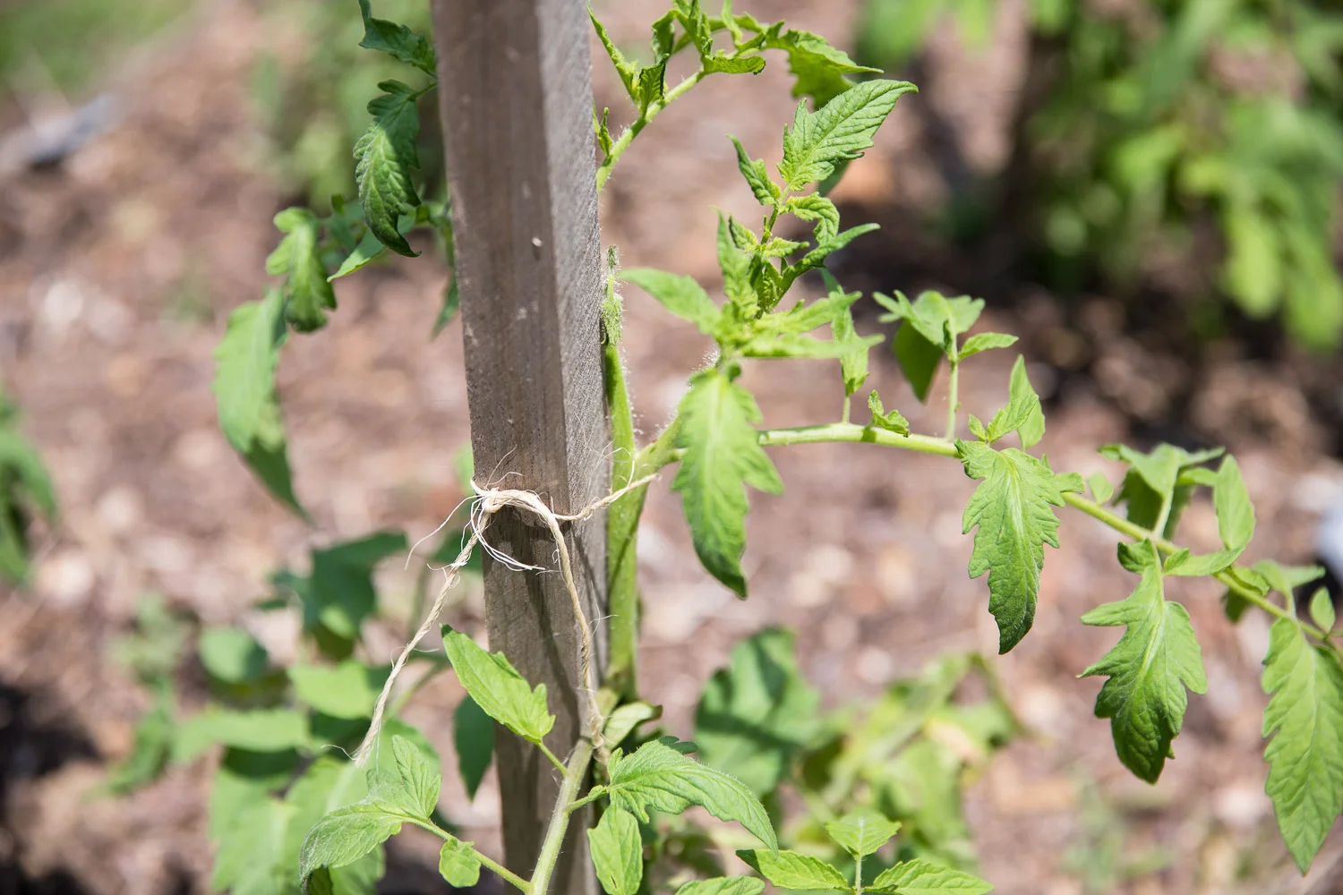 Oak_View-85.jpg