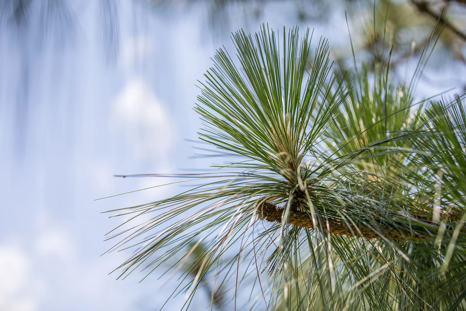 Harris_Lake_longleaf-2.jpg