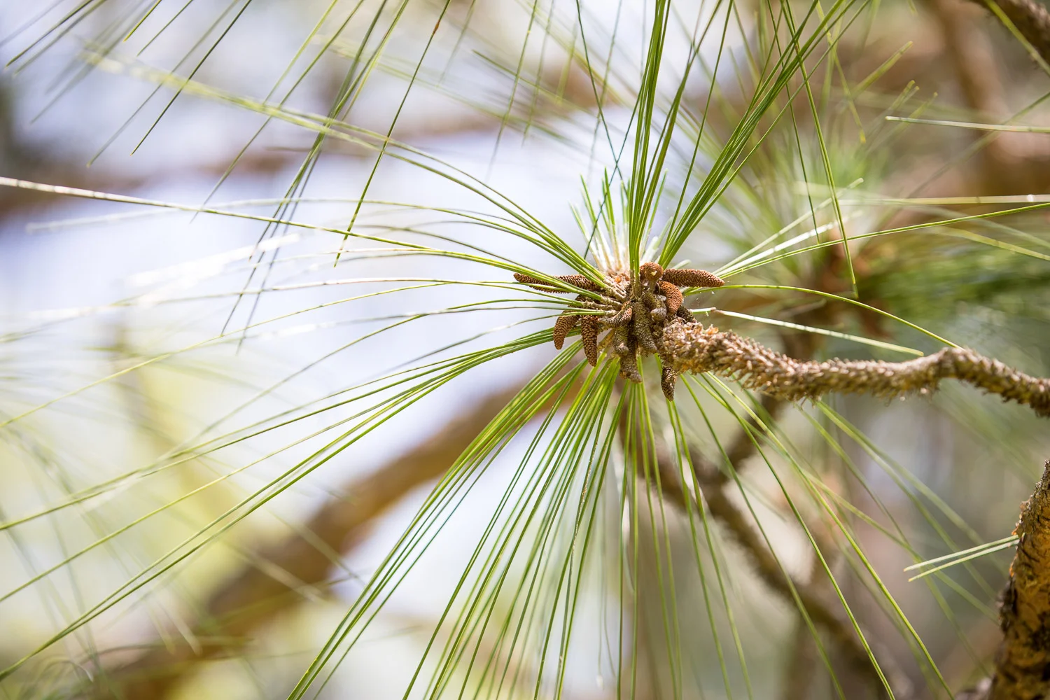 Harris_Lake_longleaf-4.jpg