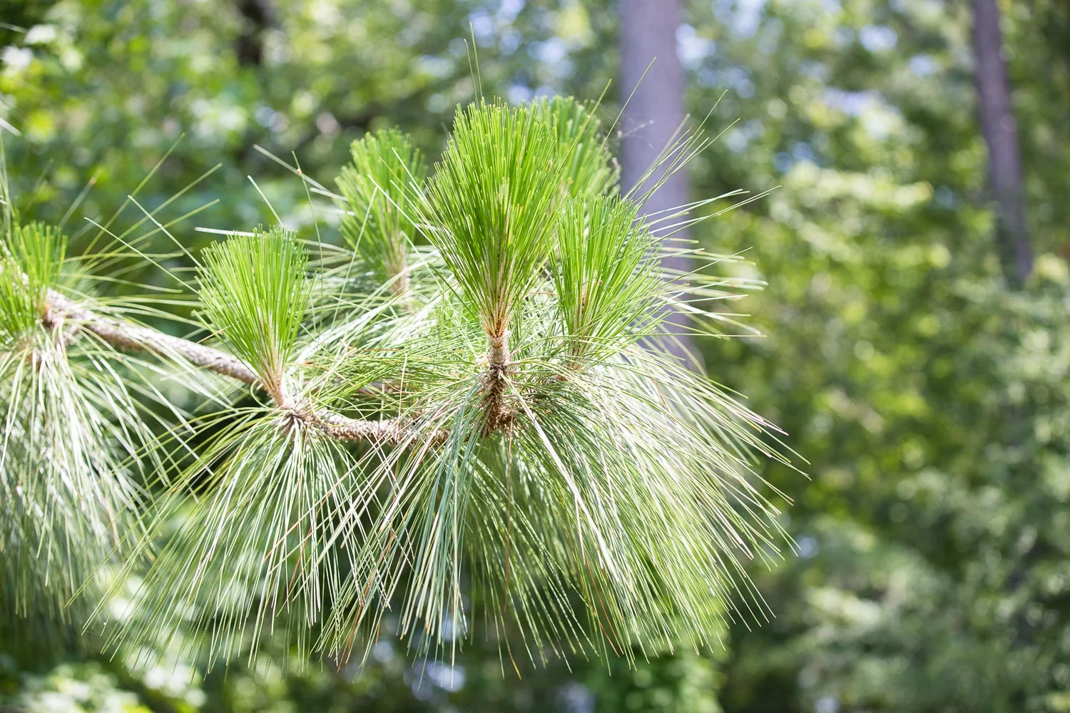 Harris_Lake_longleaf-5.jpg