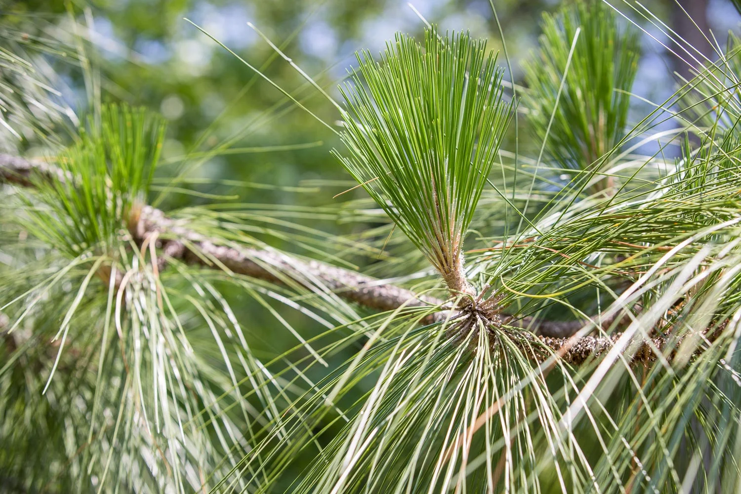 Harris_Lake_longleaf-6.jpg