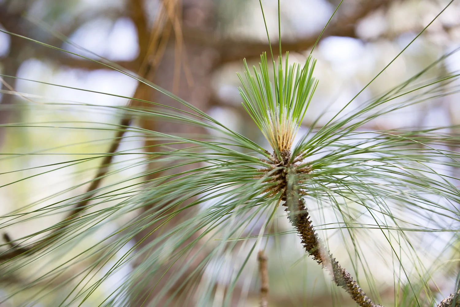 Harris_Lake_longleaf-7.jpg