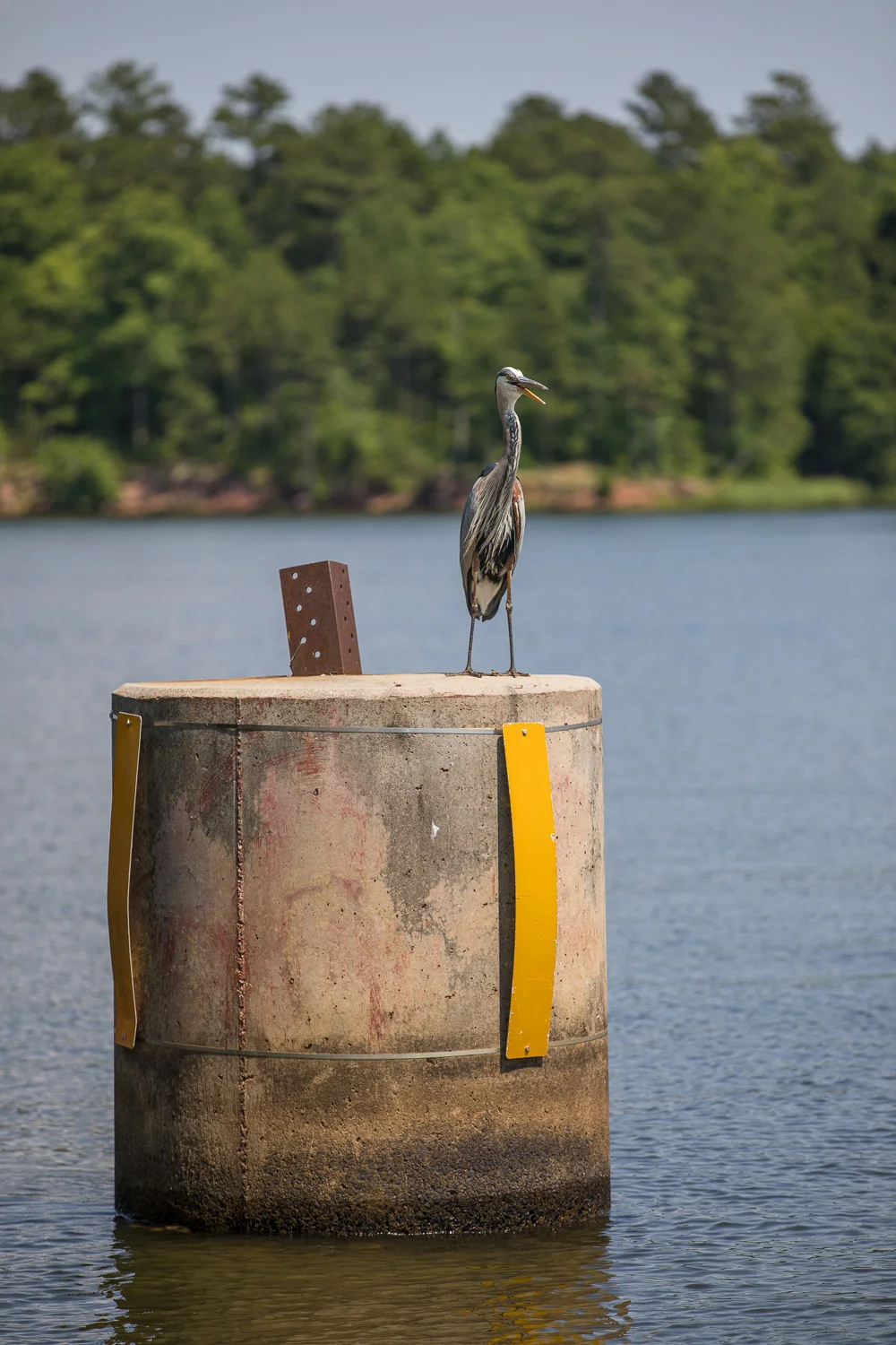 Harris_Lake_nature-7.jpg