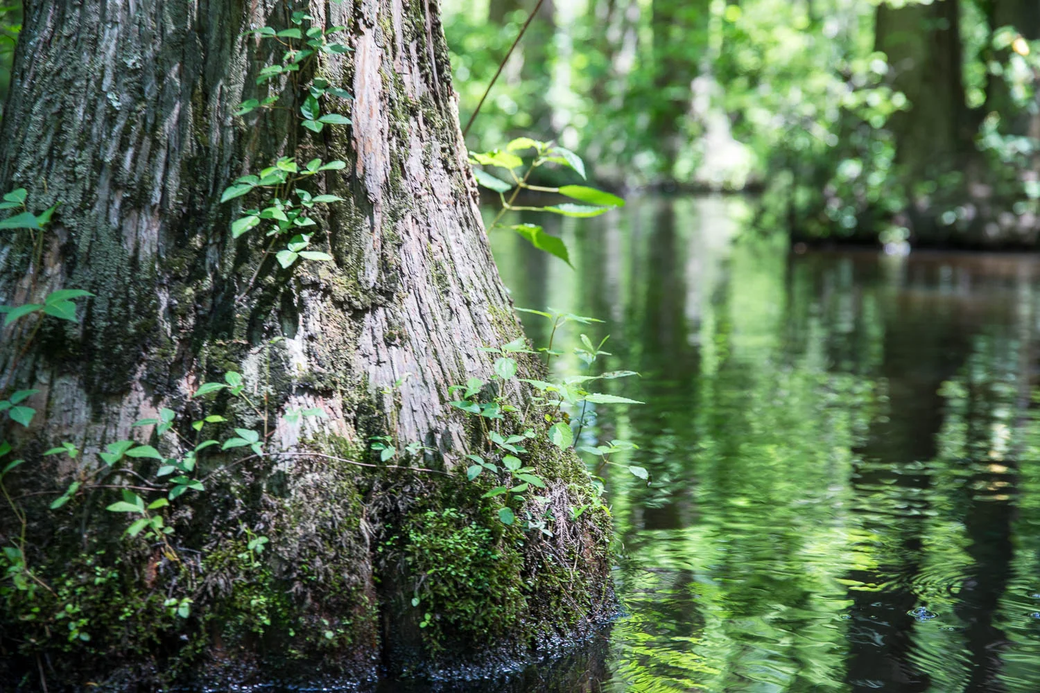 Millpond-14.jpg