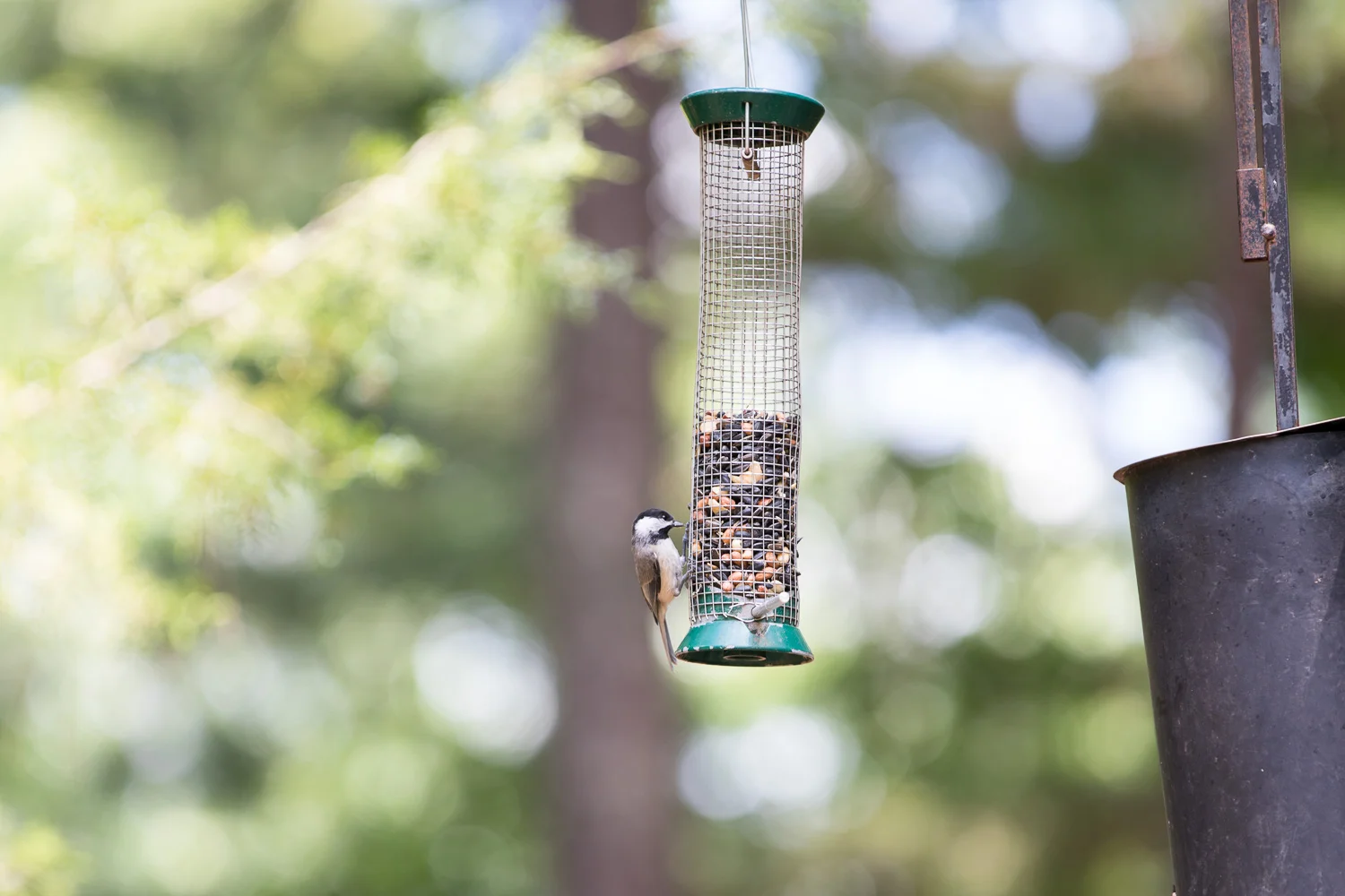 Blue_Jay_Kids-45.jpg