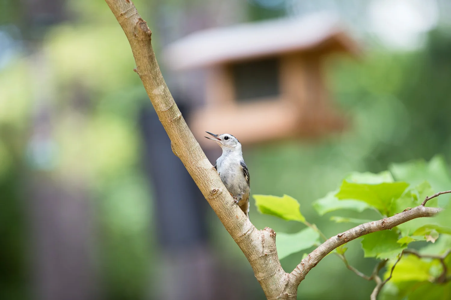 Blue_Jay_Kids-52.jpg