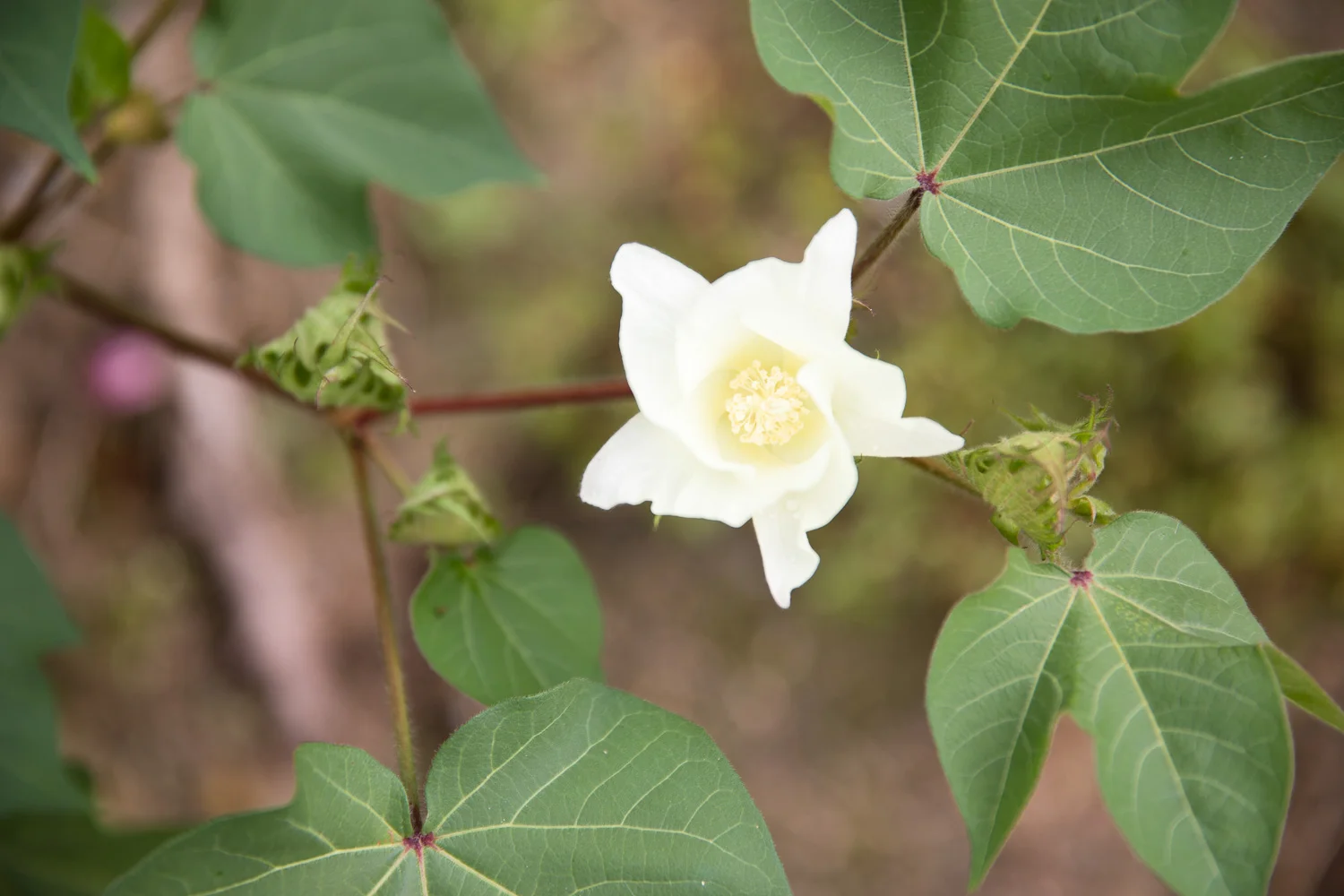 Oak_View_July-7.jpg