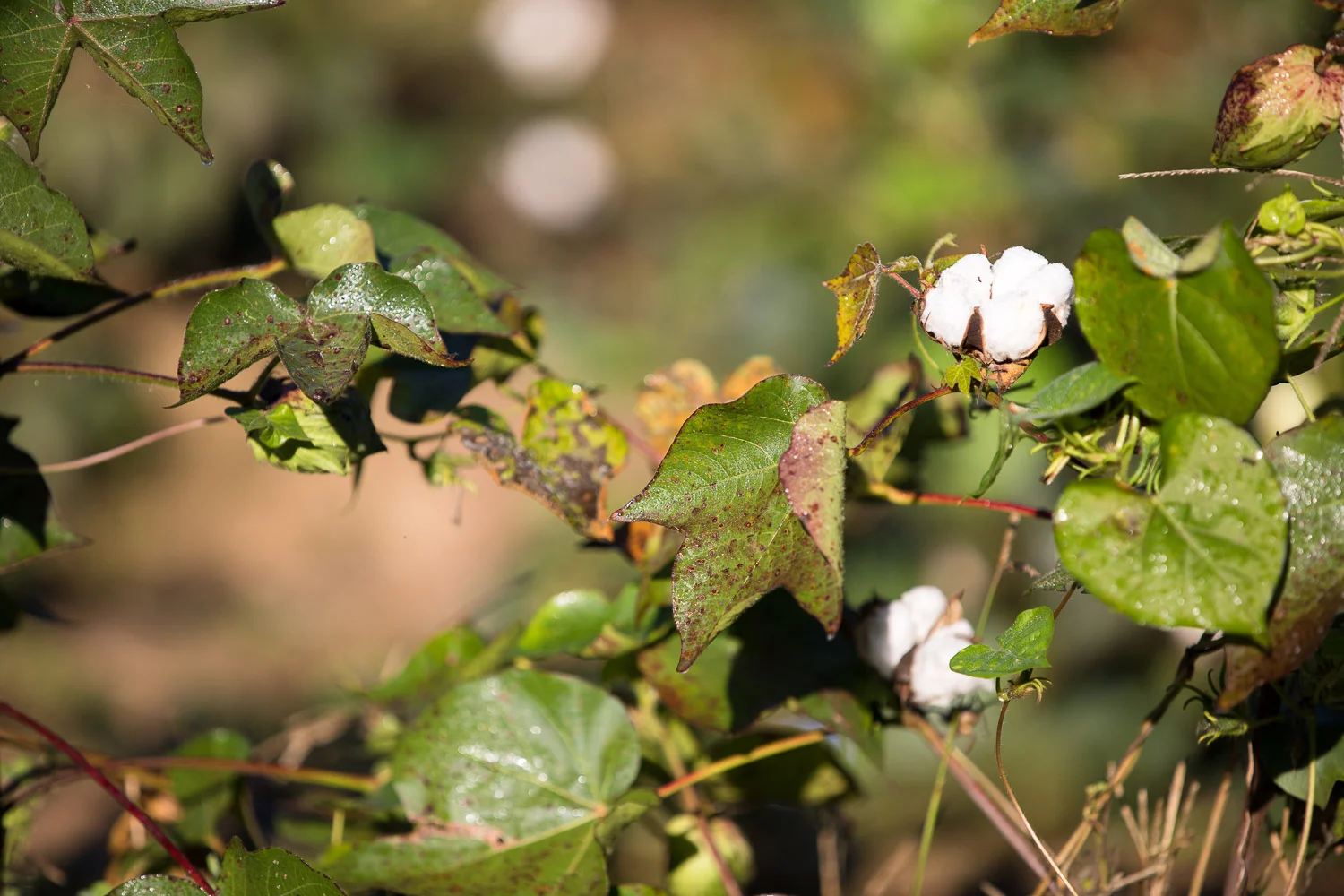 OakView_Cotton-5.jpg
