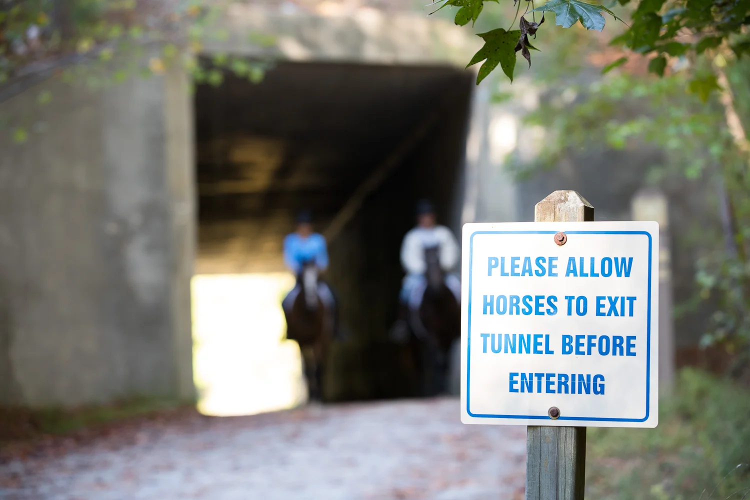 ATT_horses-50.jpg