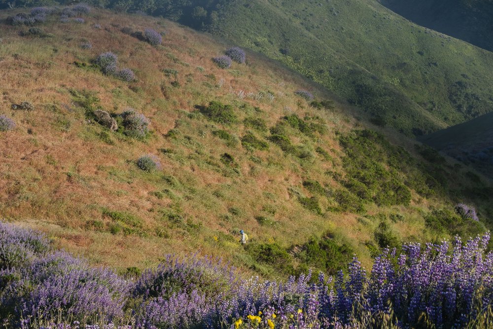 Soberanes-Canyon-Rocky-Ridge-Garrapata-Big-Sur-Wildflowers-6114.jpg