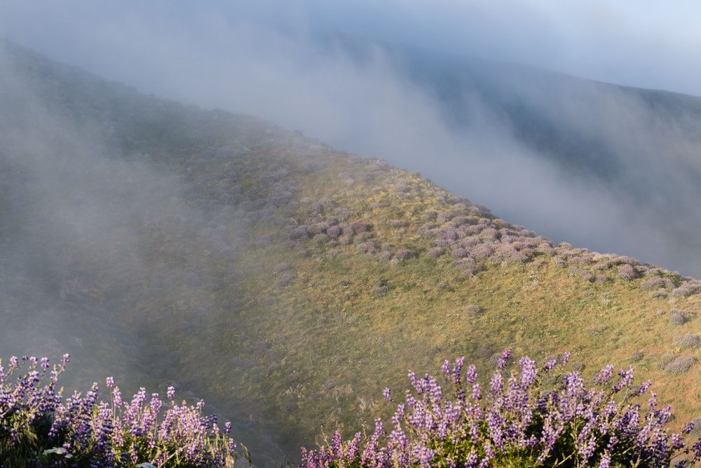 Soberanes-Canyon-Rocky-Ridge-Garrapata-Big-Sur-Wildflowers-6109.jpg