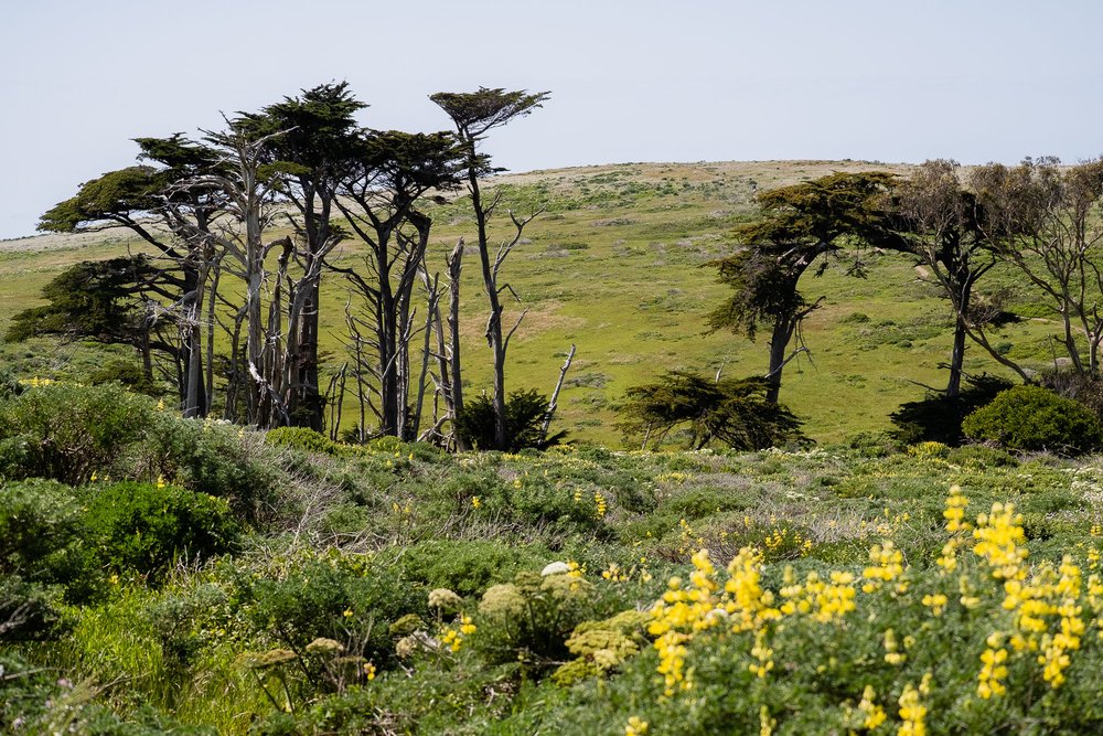 Point Reyes Tomales Point Wildflowers