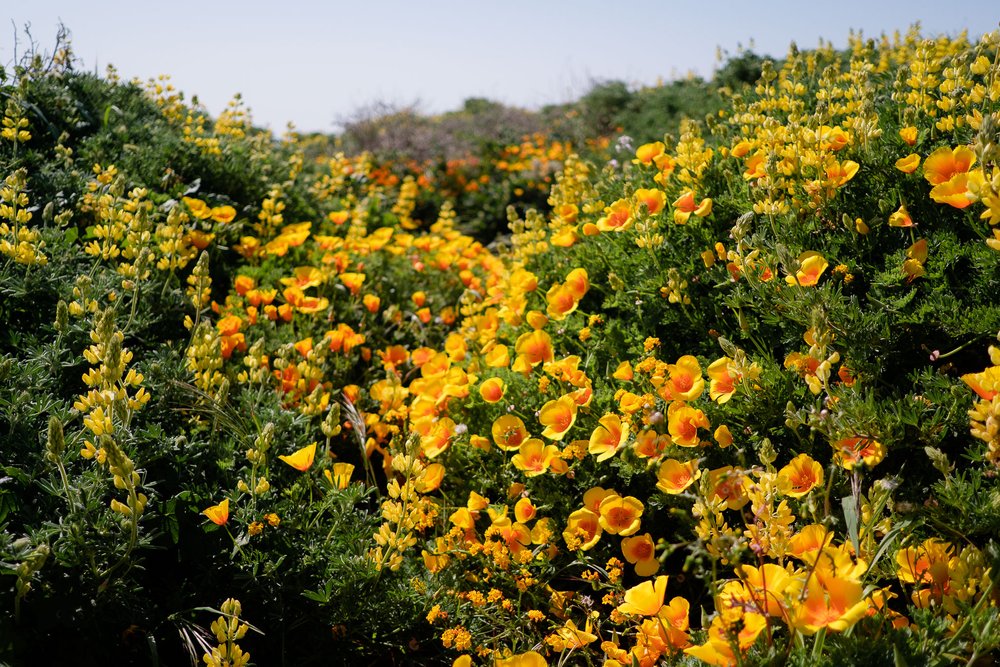 Point Reyes Tomales Point Wildflowers