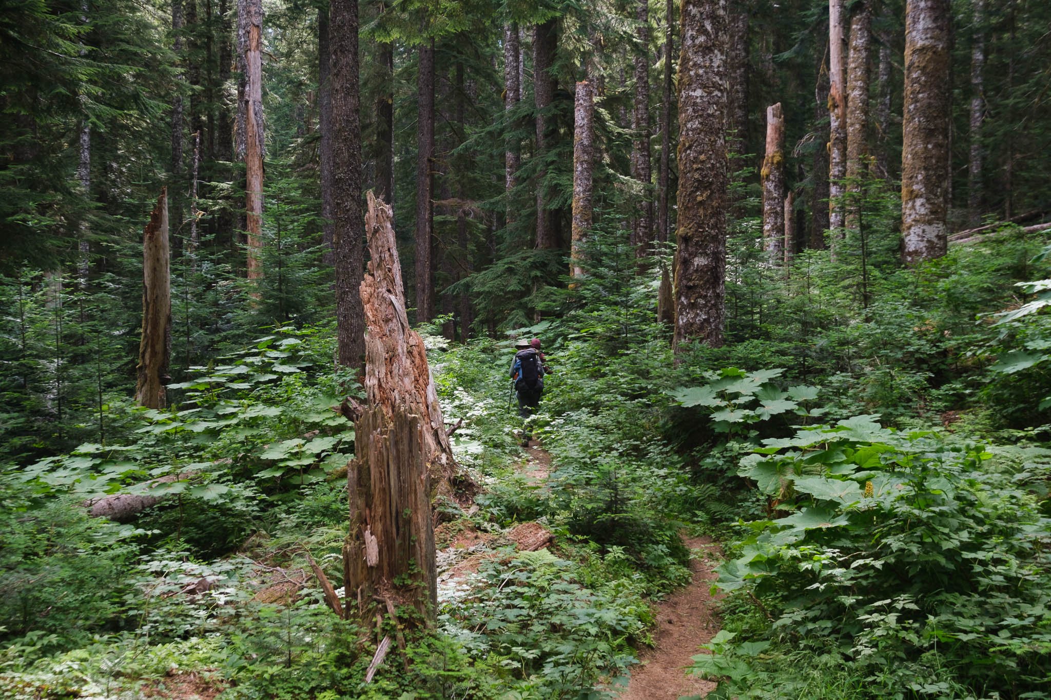 Wonderland-Trail-Mount-Rainier-National-Park-Washington-9406.jpg