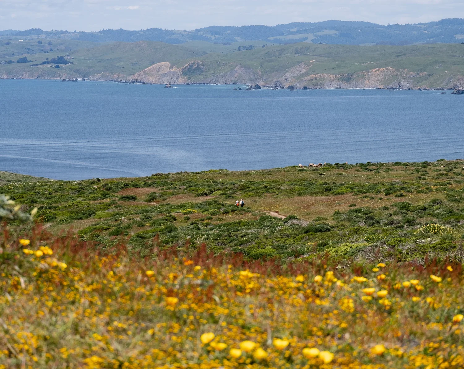 Point Reyes Poppy Flower May Flowers at Tomales Point, Point Reyes National Seashore