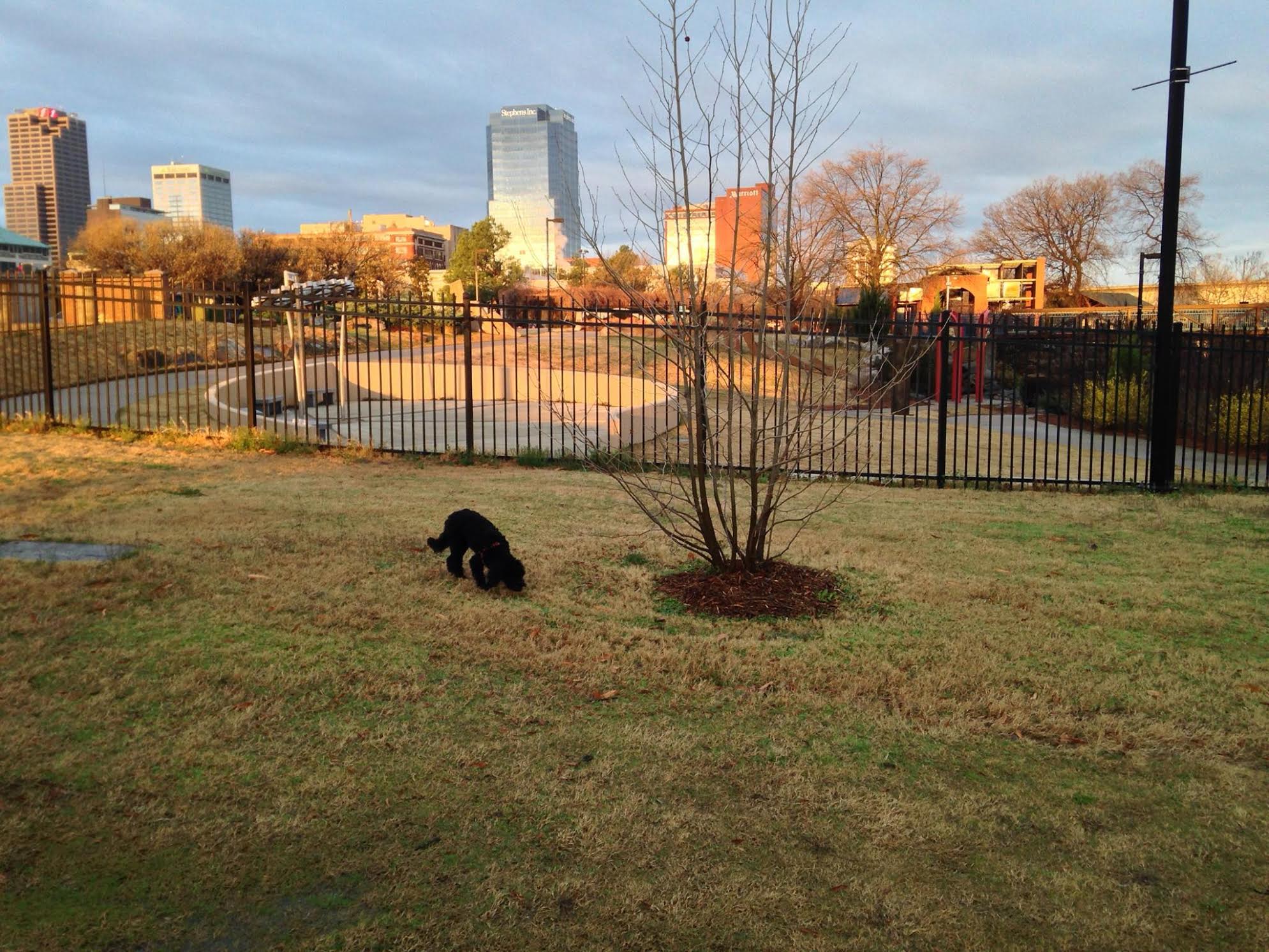  Miku exploring the newly created Riverfront Park in downtown Little Rock, Arkansas, our new location in the US. 