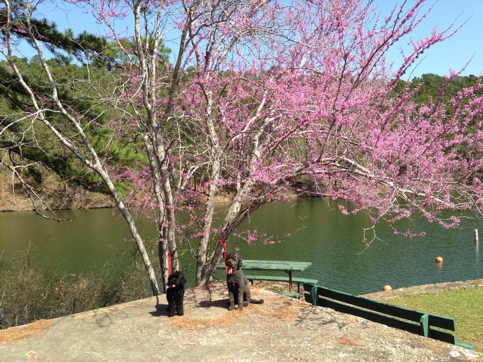  Miku and her older brother Spanky checking out the spring flowers last weekend at Lake Catherine State Park near Little Rock. 