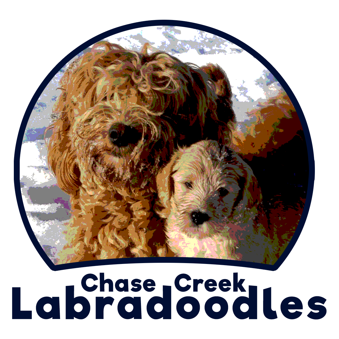 Chase Creek Labradoodles