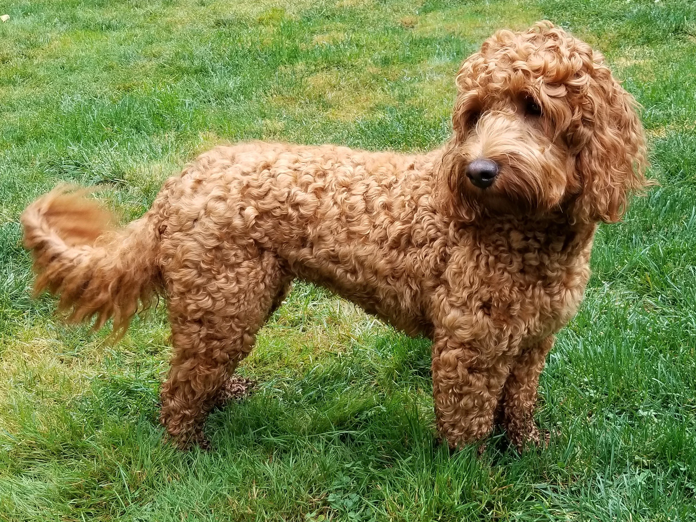 Ginger at one year.jpg