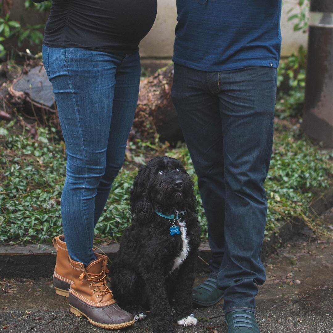 Oh Ripley, April showers bring May flowers #chasecreeklabradoodles #australianlabradoodles #britishcolombislabradoodles #bclabradoodles #labradoodlesofinstagram