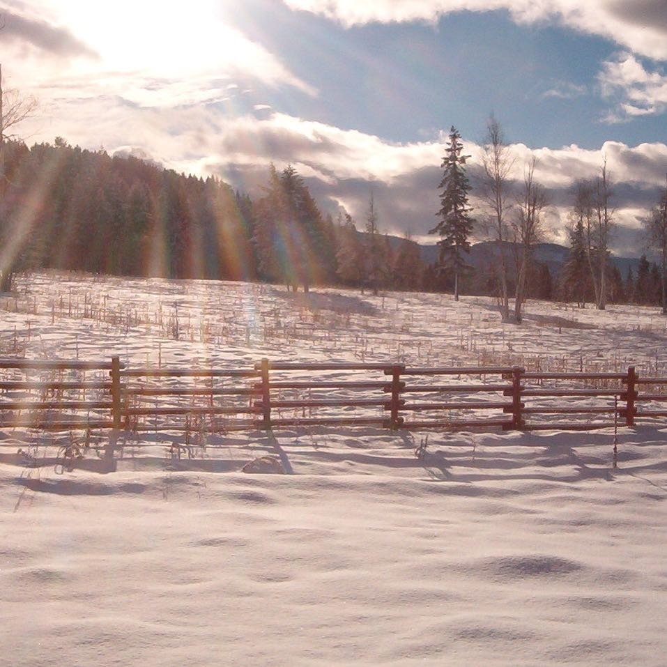 Here comes the sun #chasecreekranch #chasecreeklabradoodles #australianlabradoodles #britishcolombislabradoodles #bclabradoodles #labradoodlesofinstagram