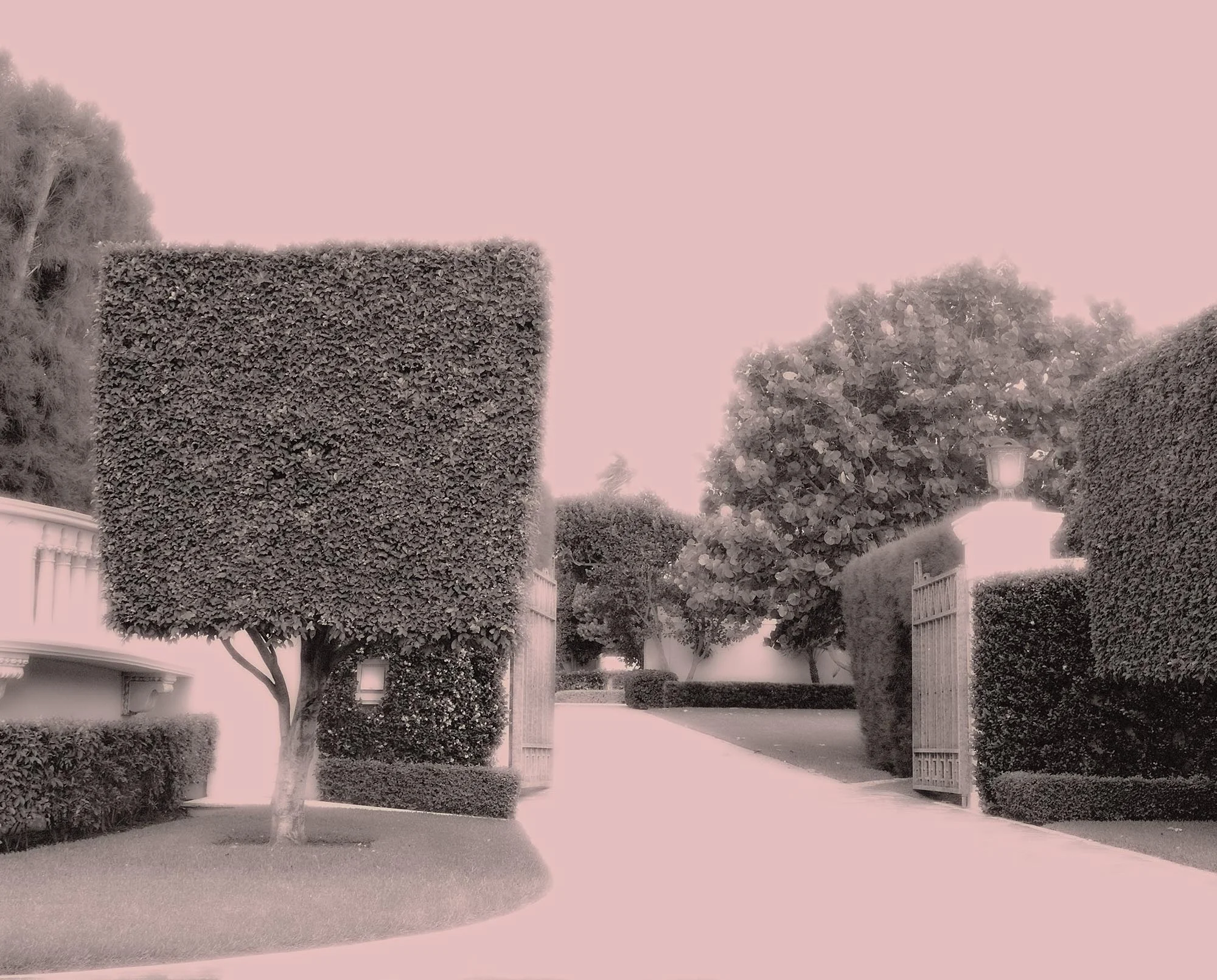 palmbch copy.jpg