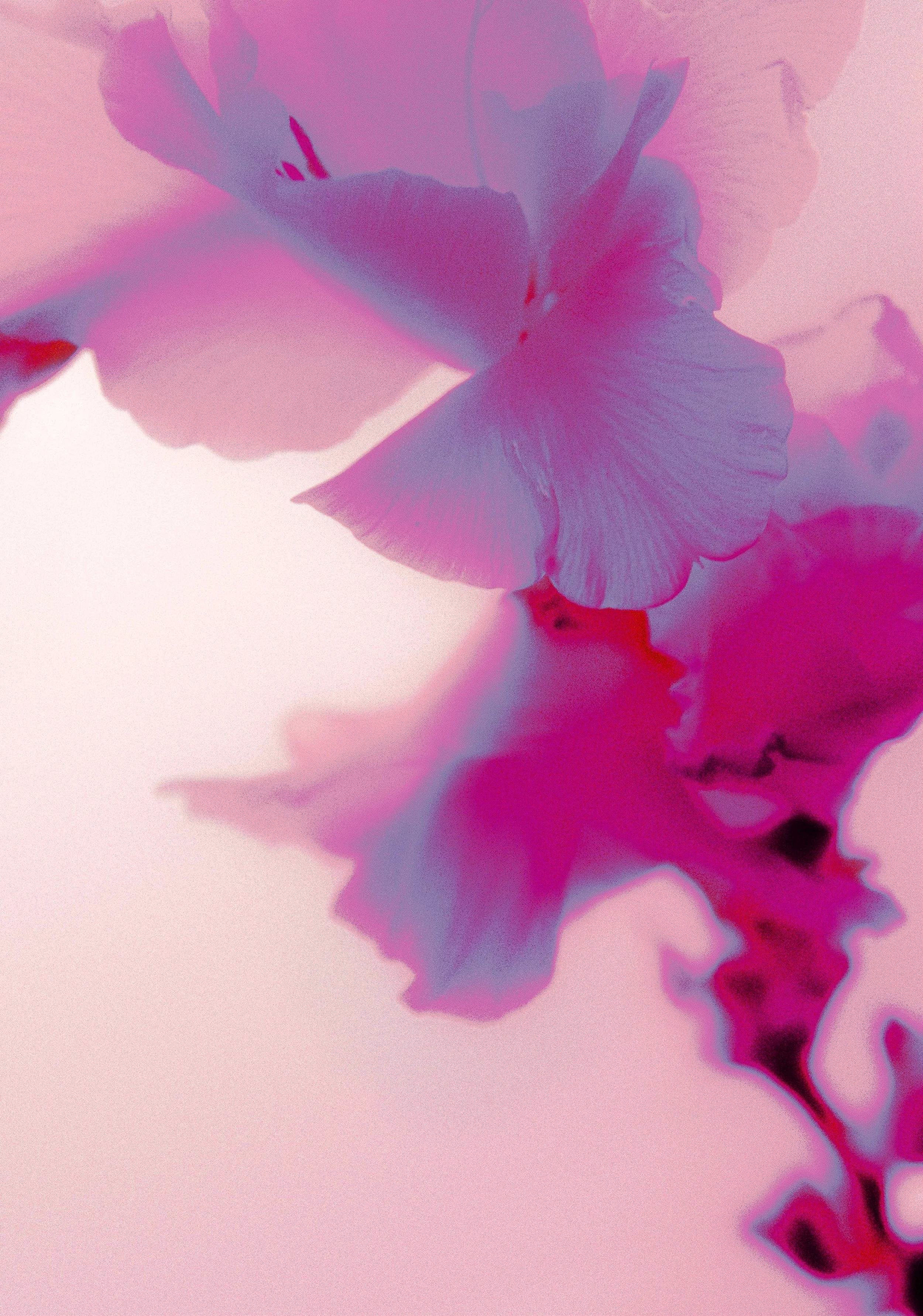glads22-3331.jpg