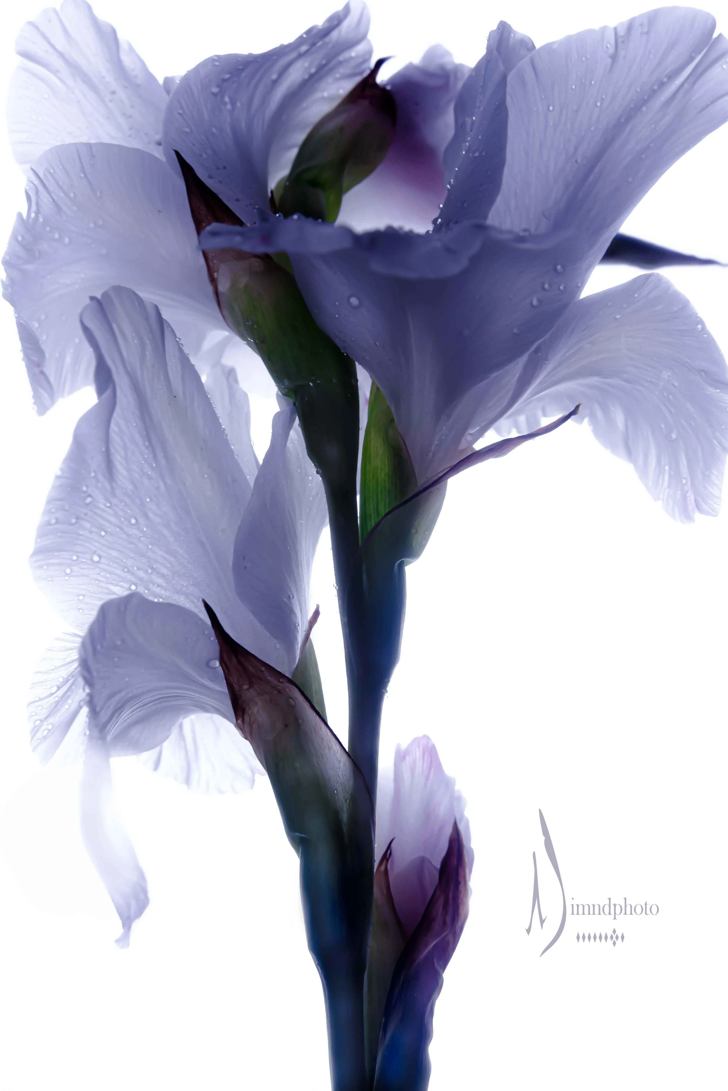 DSC_4277-Edit.jpg