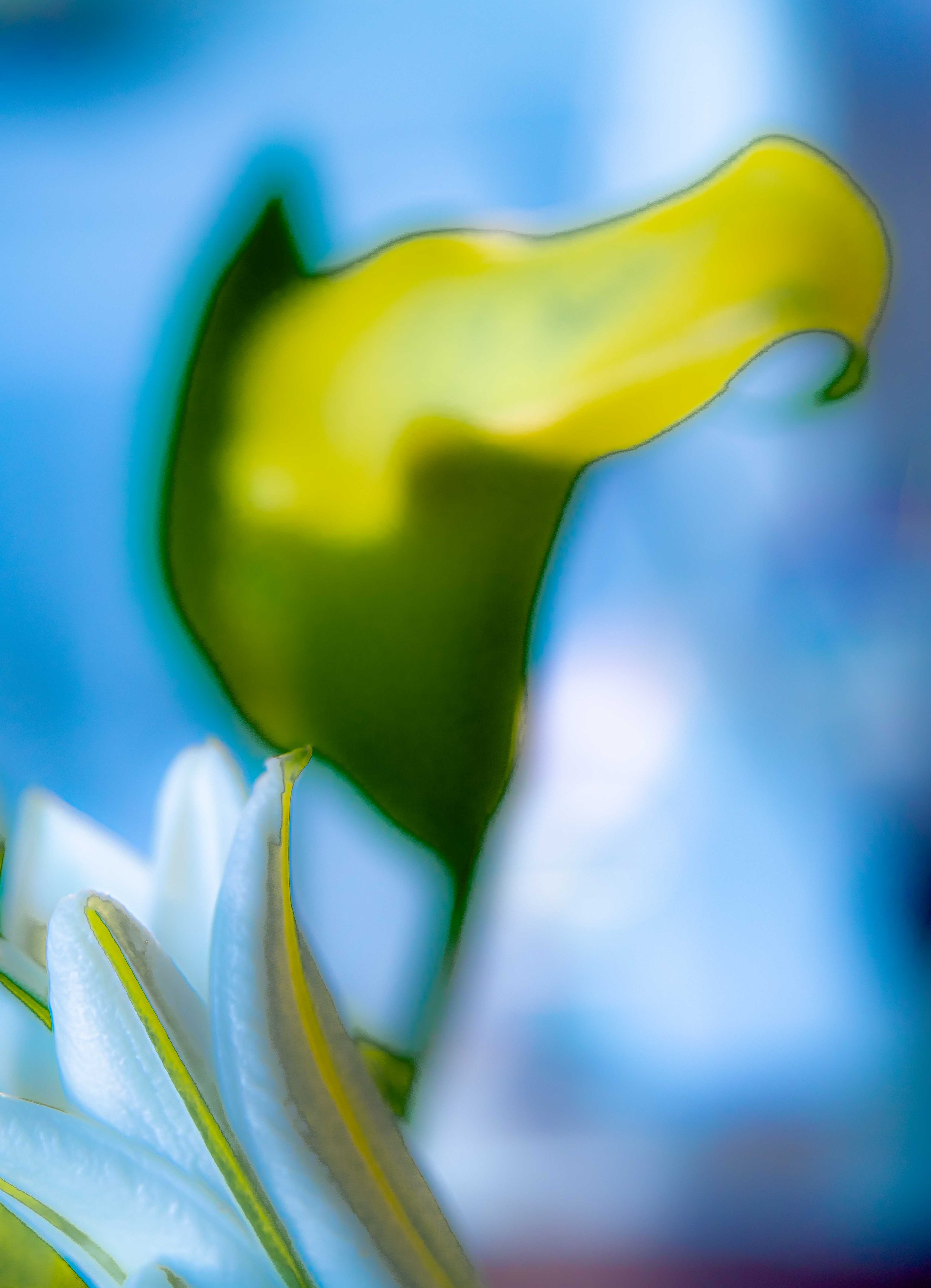 lily2-7601.jpg