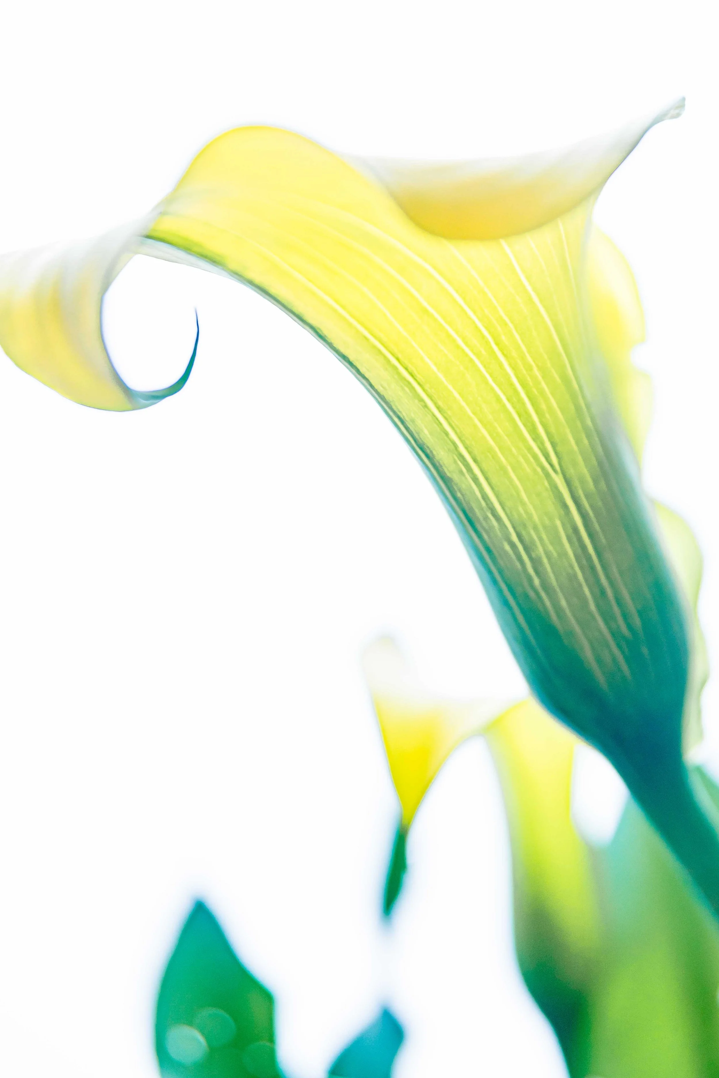 tulipetals22-7040.jpg