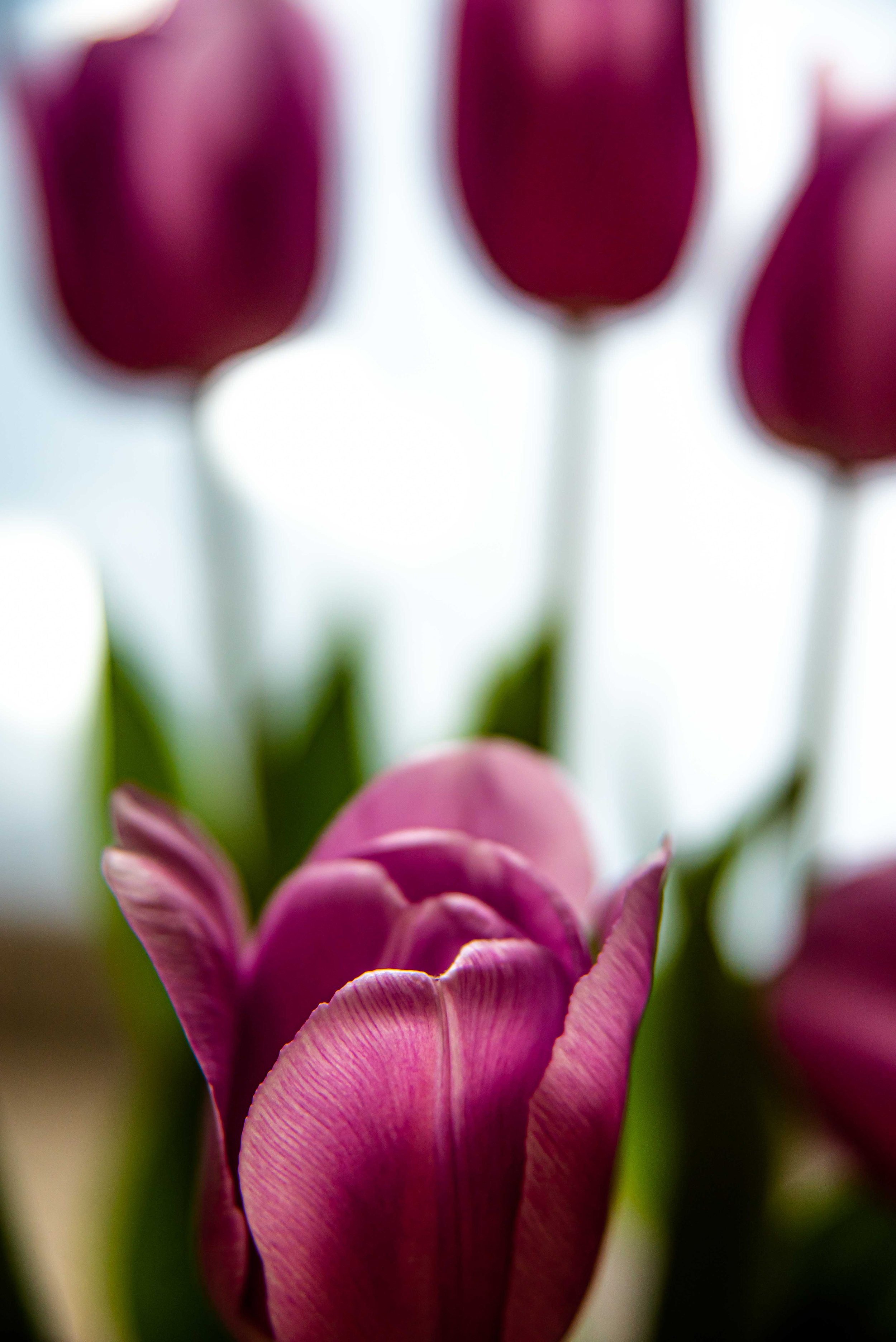 flower-6339.jpg