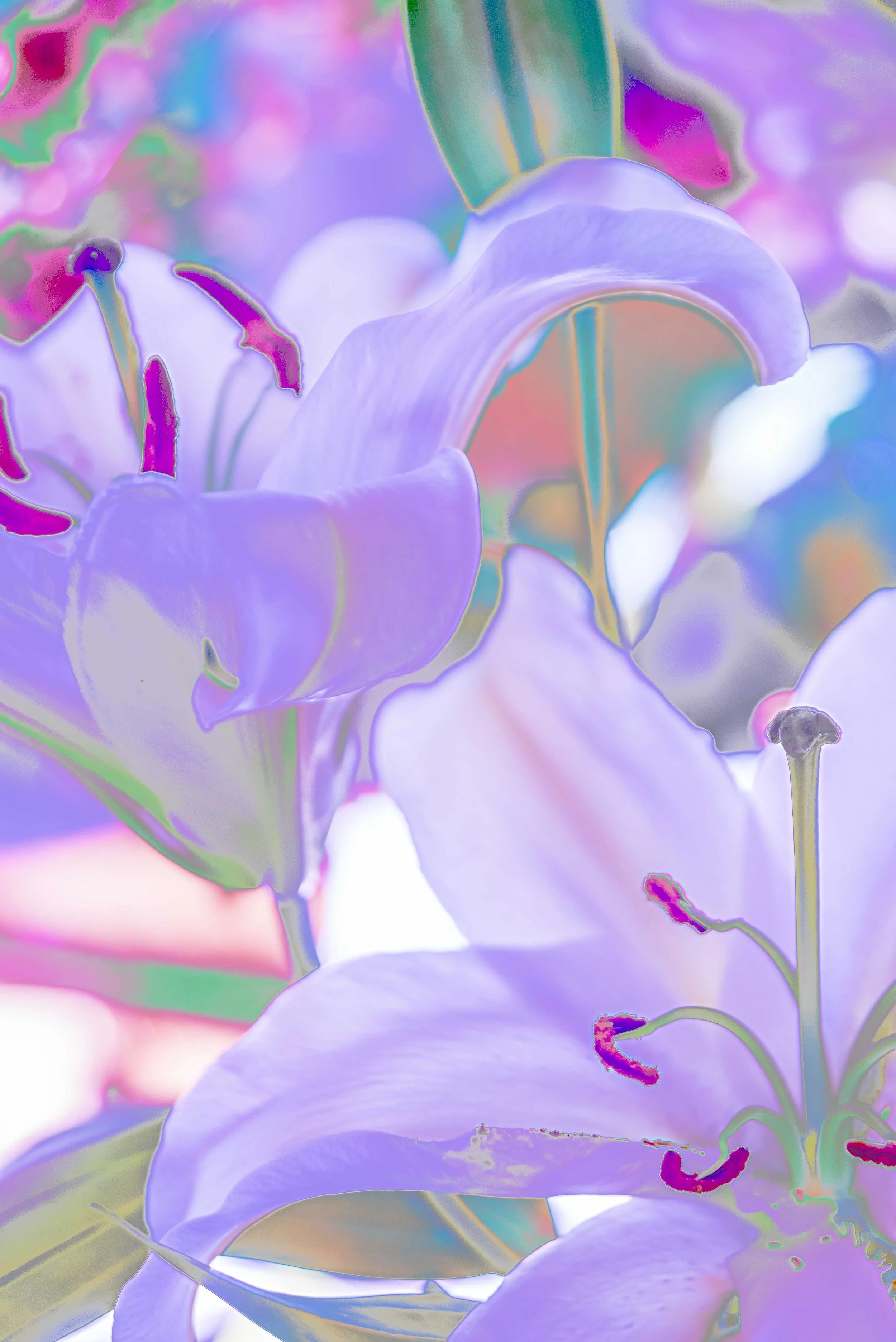 lillies22-4301.jpg