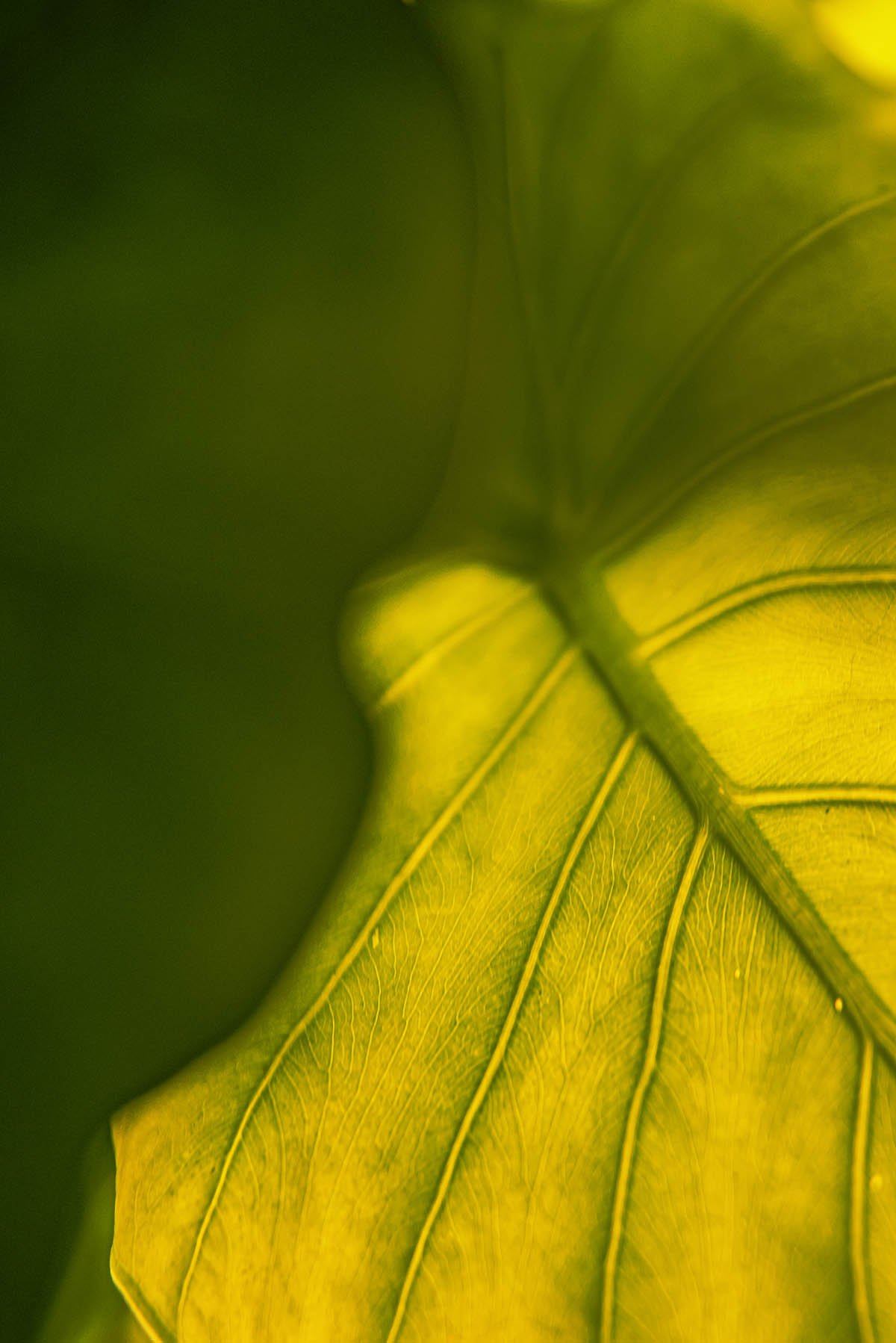 alocasia.jpg