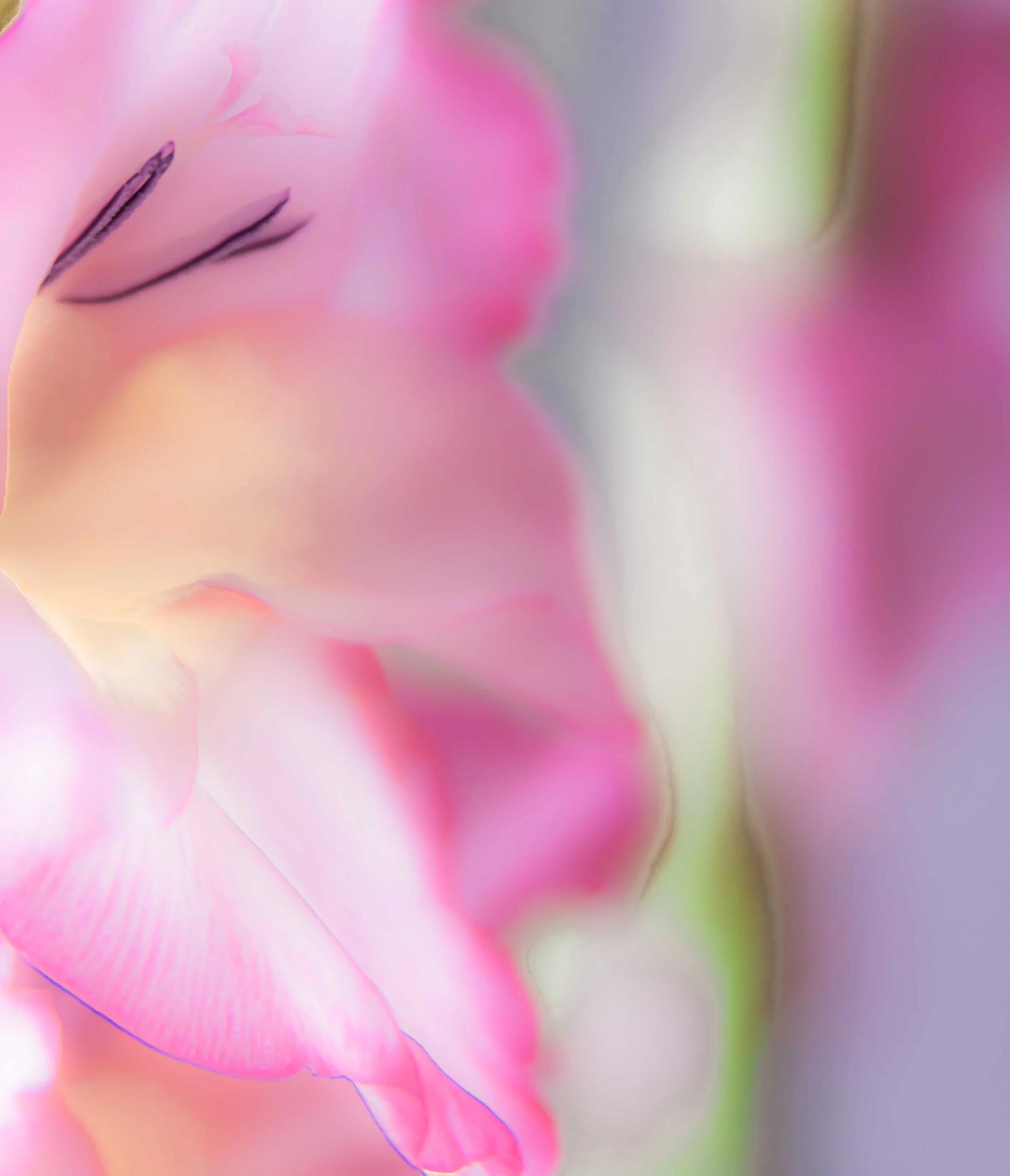 gladiola-3885-Edit.jpg